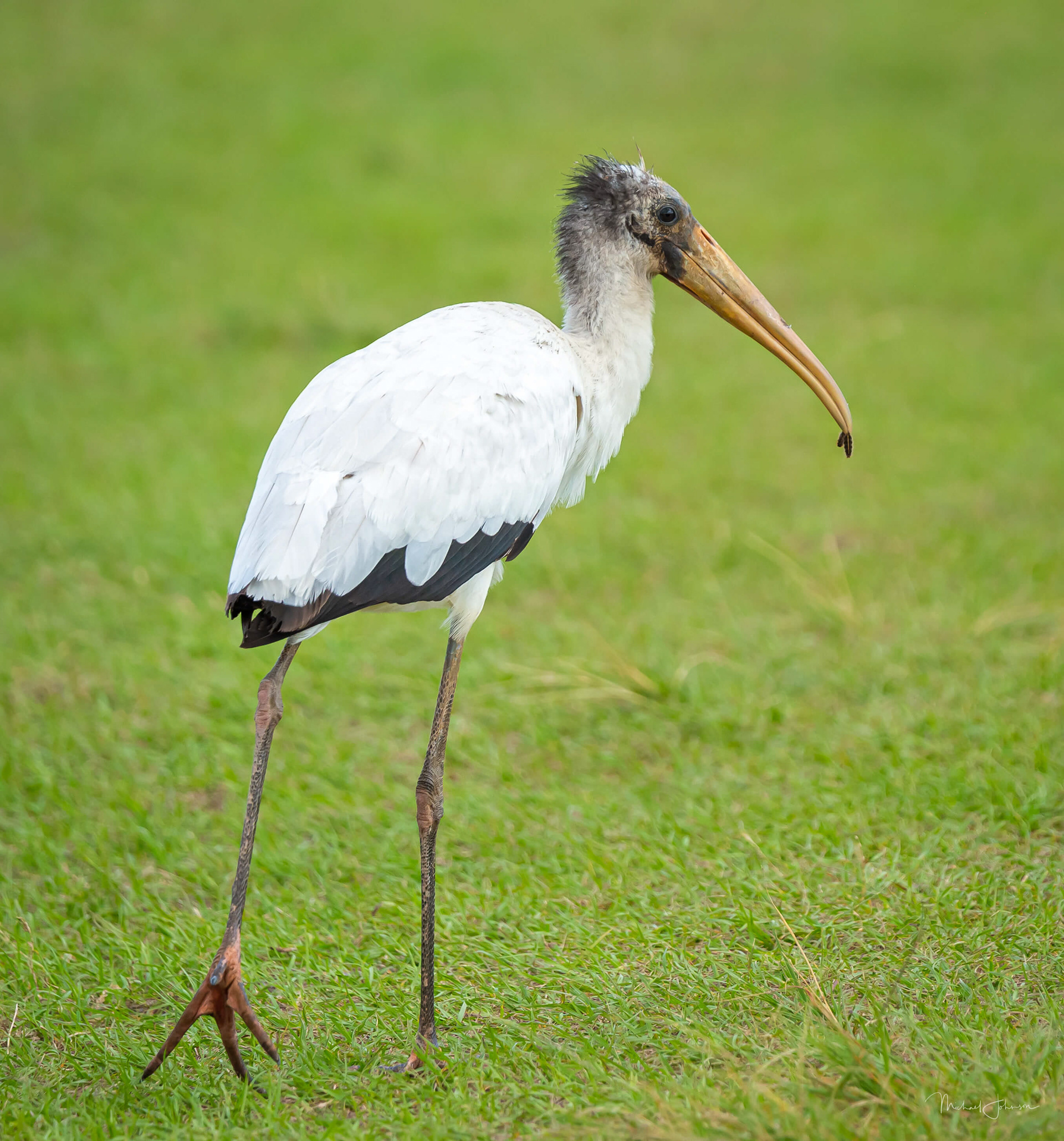 Wood Stork