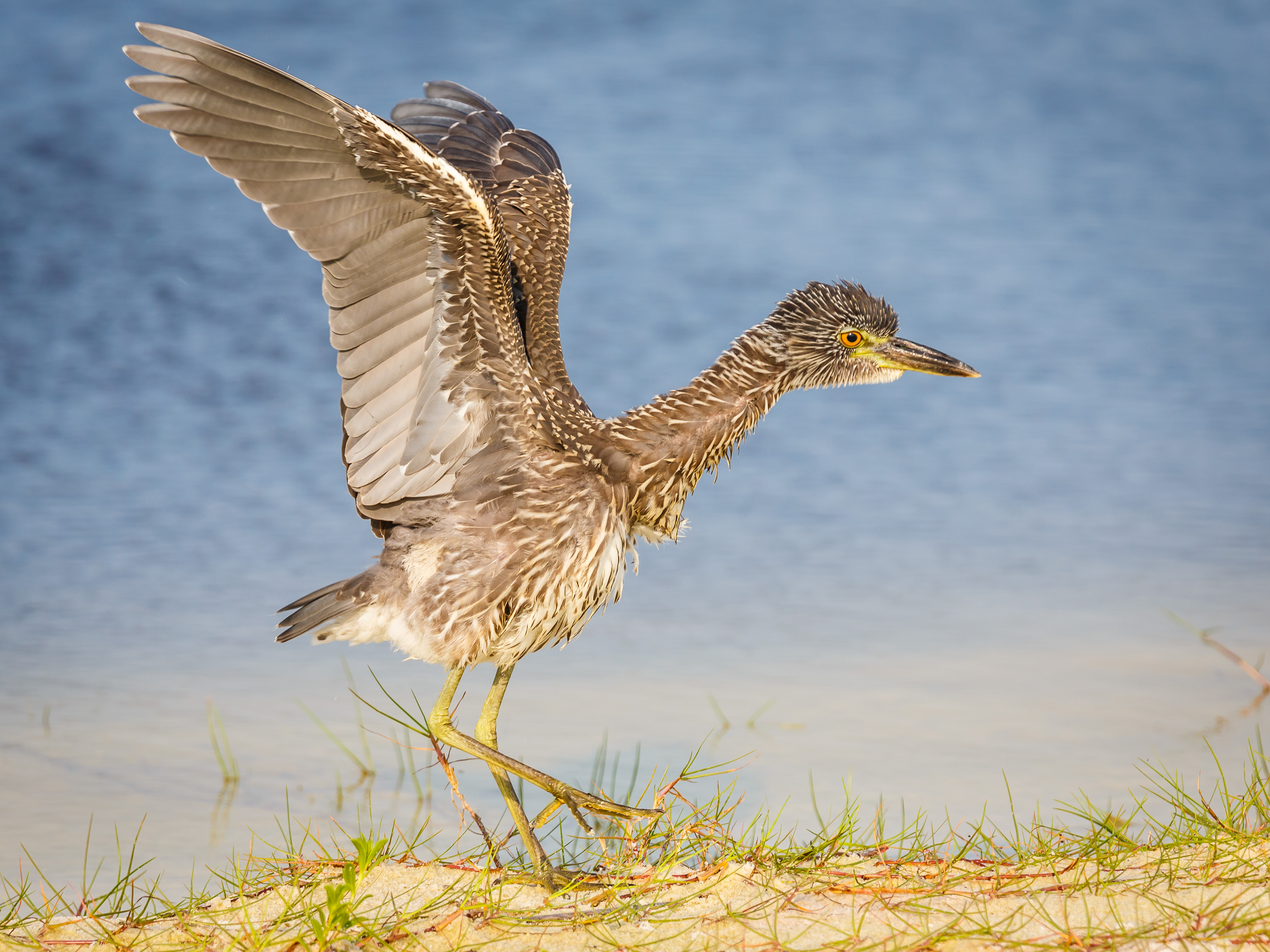 Yellow-crowned Night Heron