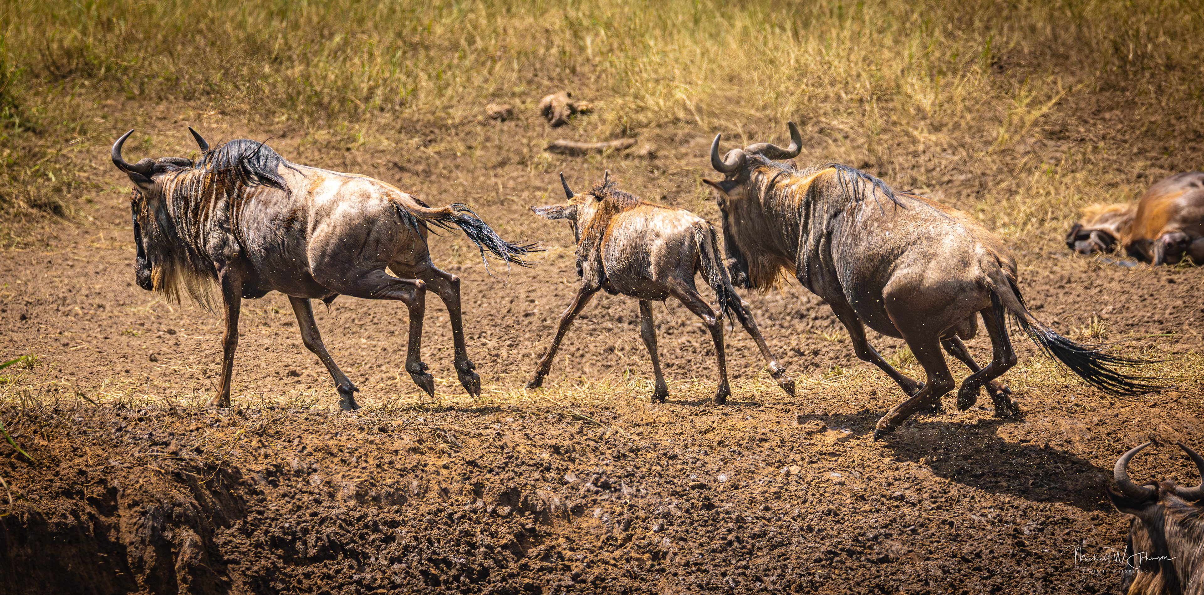 Wildebeests
