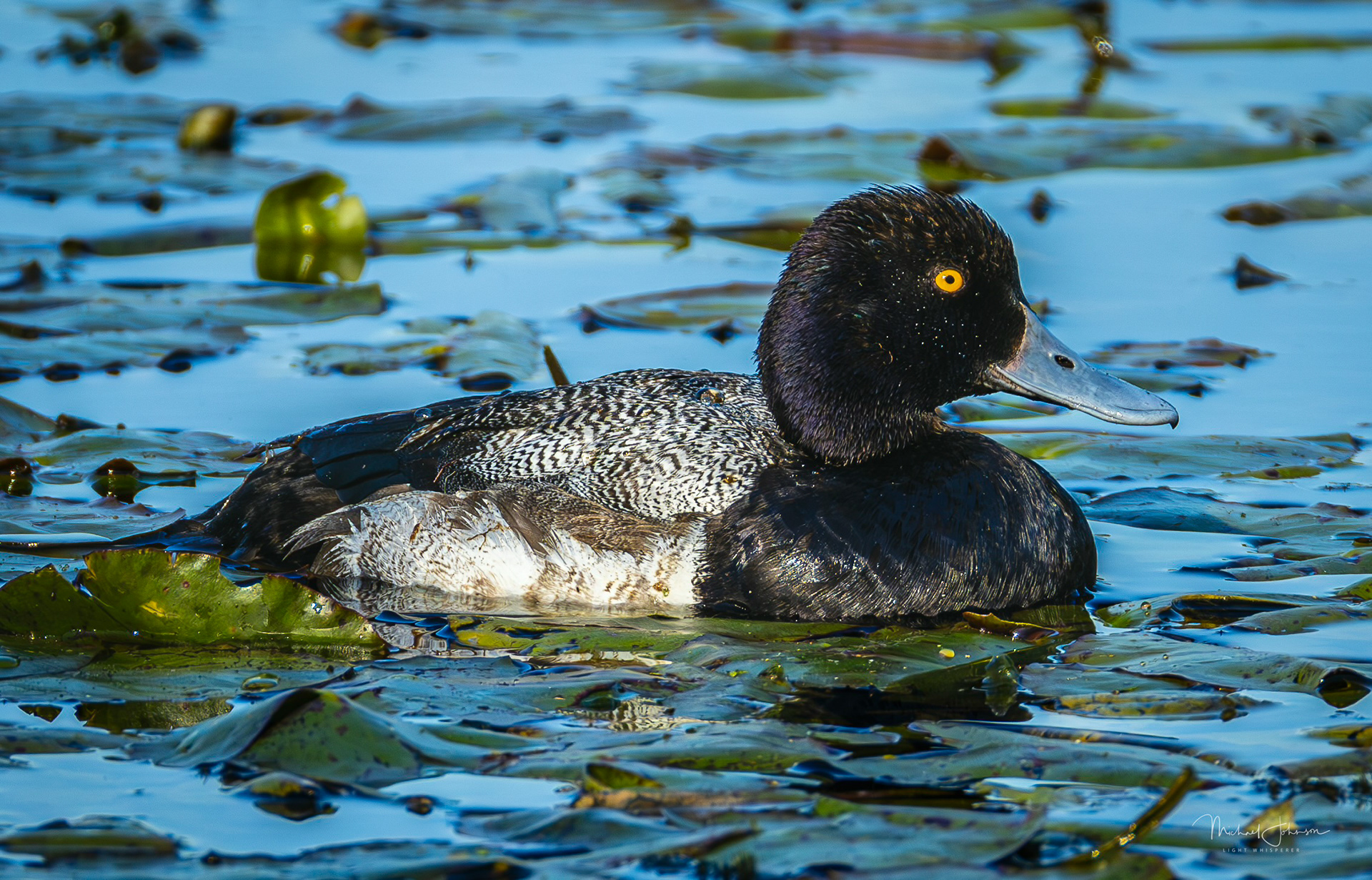 Greater Scaup