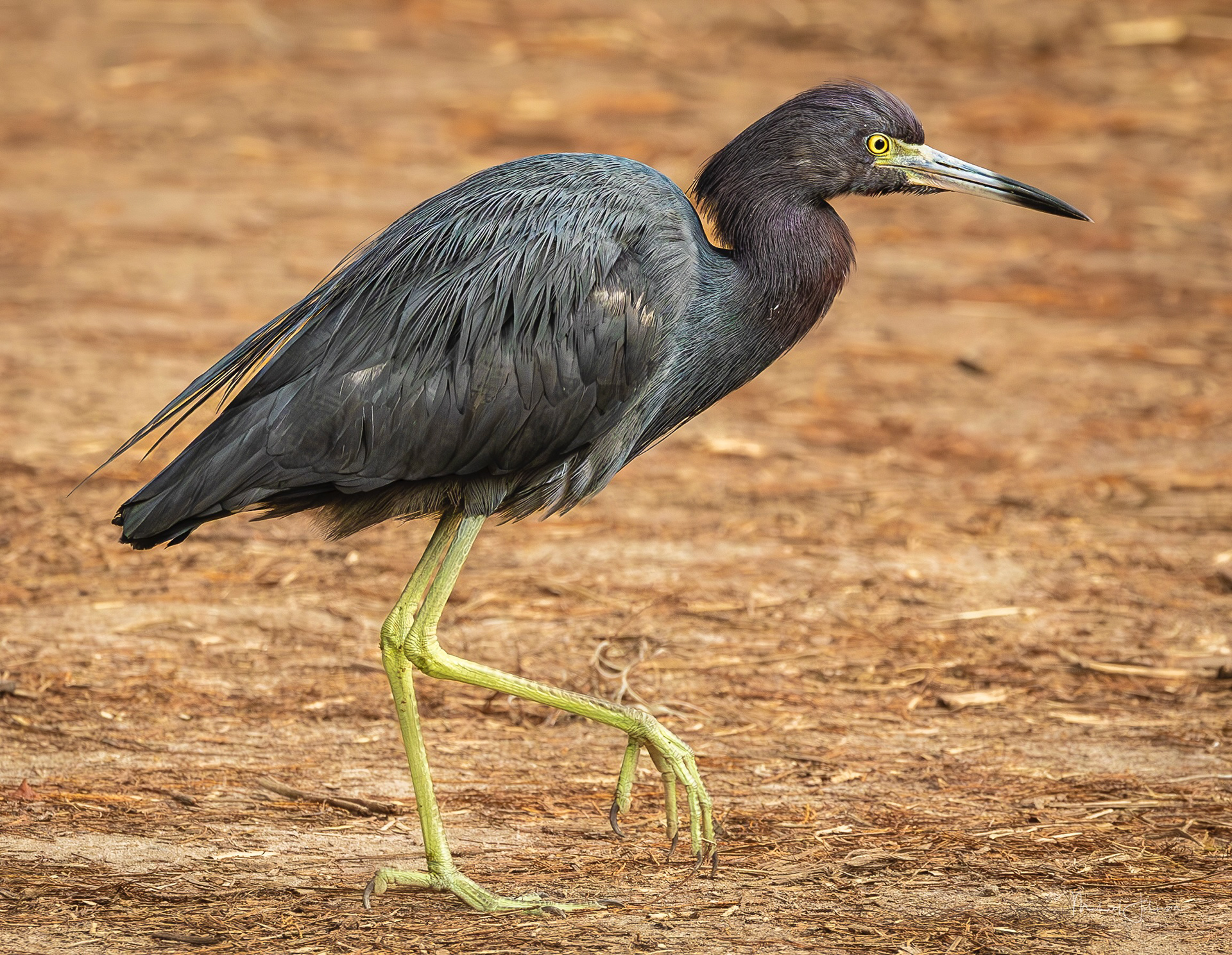 Little Blue Heron