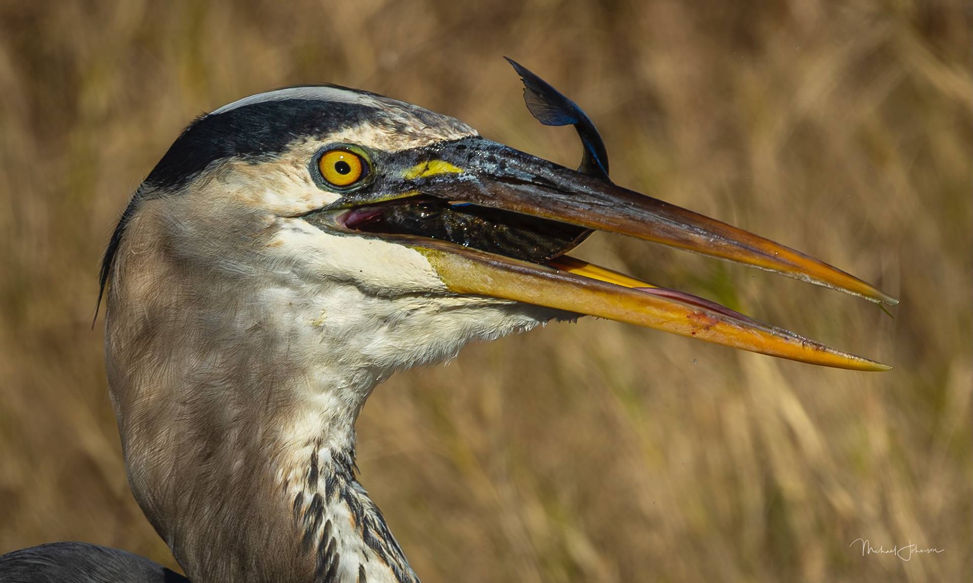Great Blue Heron
