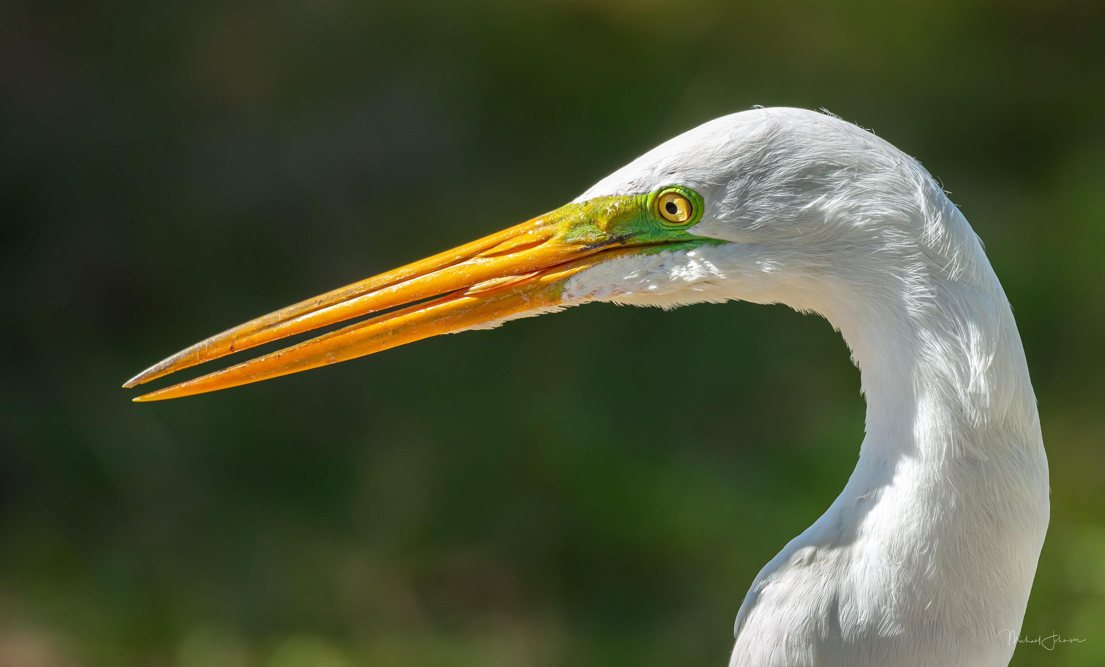 Great Egret