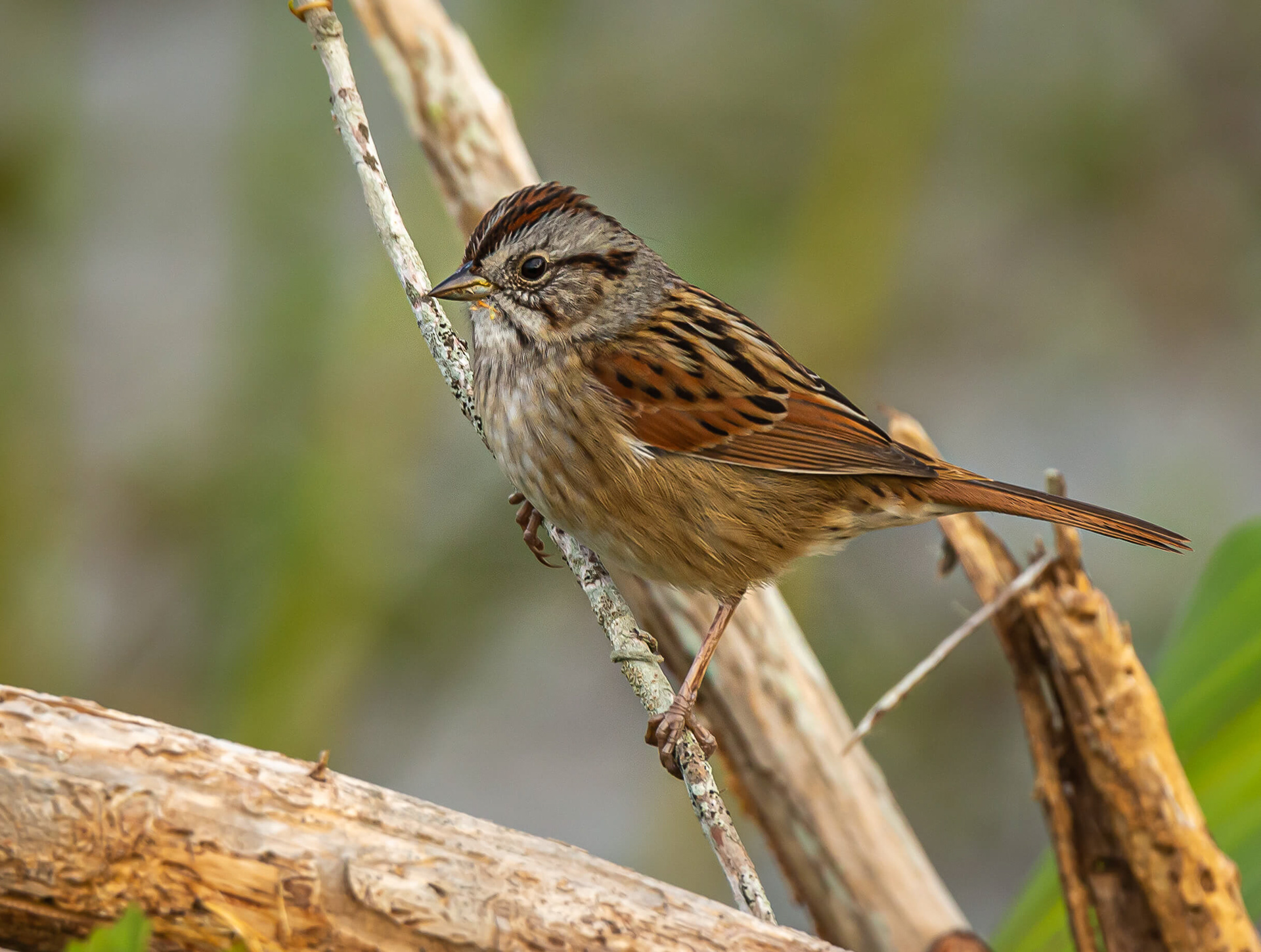 Swamp Sparrow