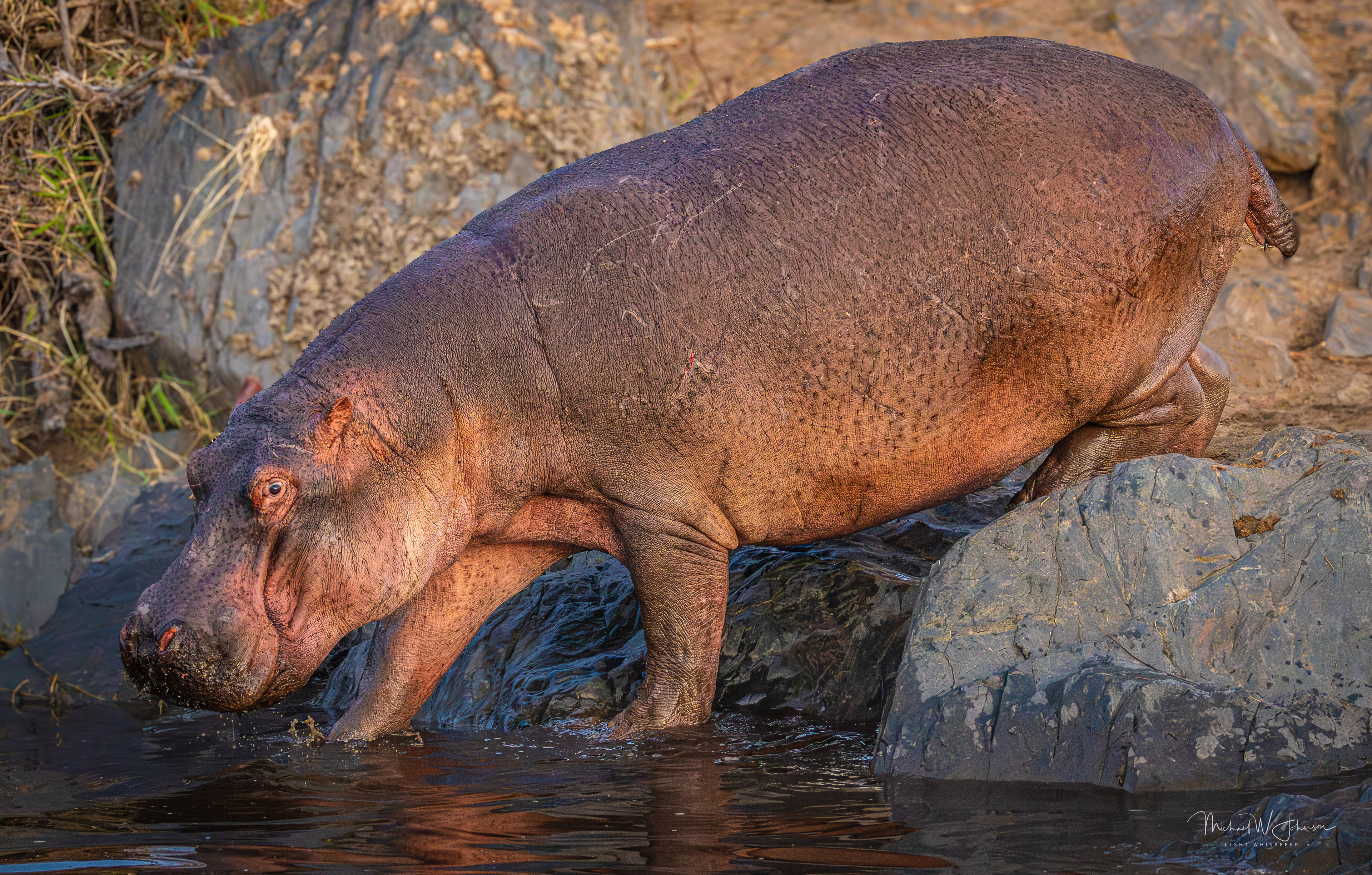 Hippo