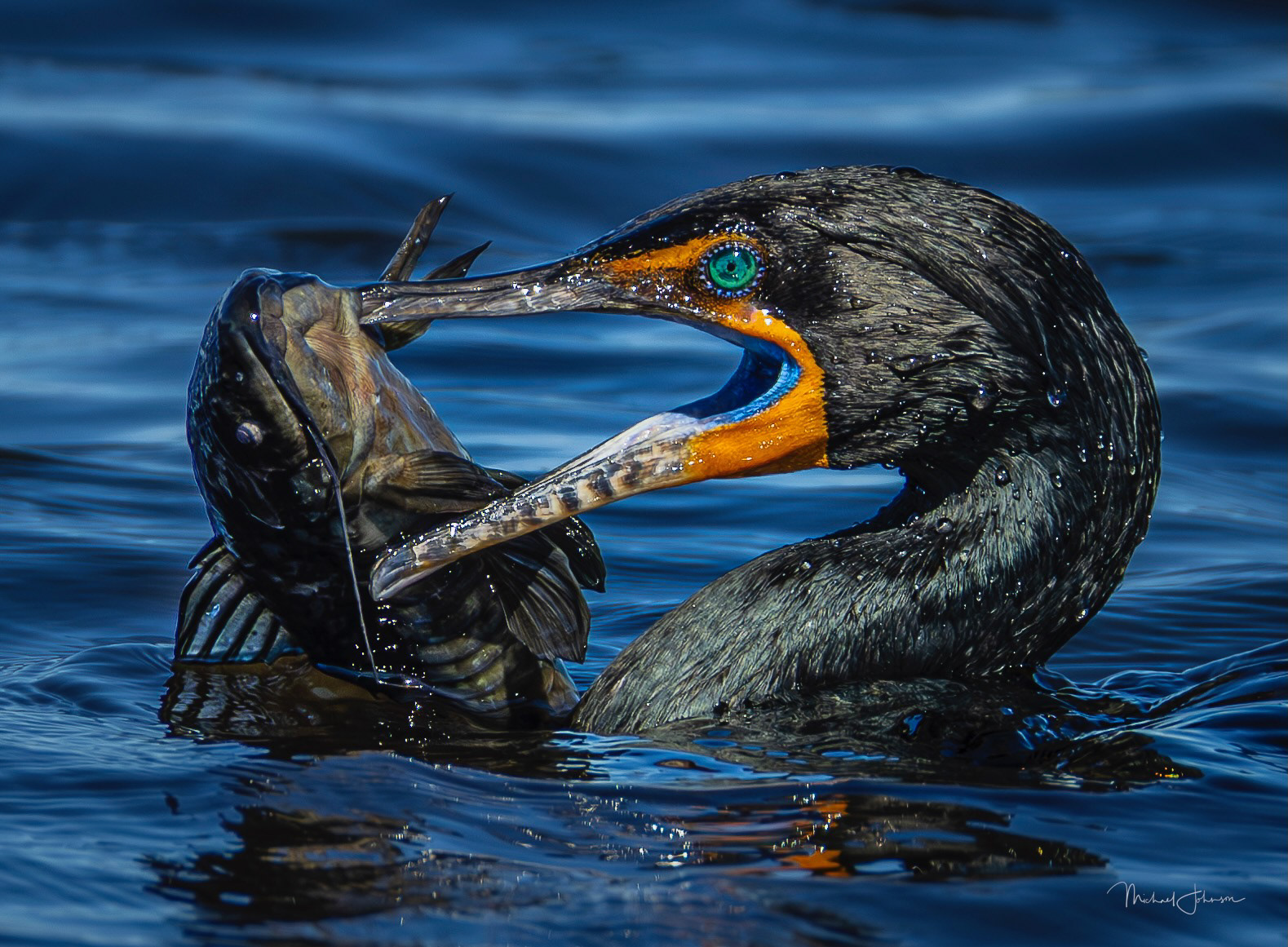 Double-Crested Cormorant