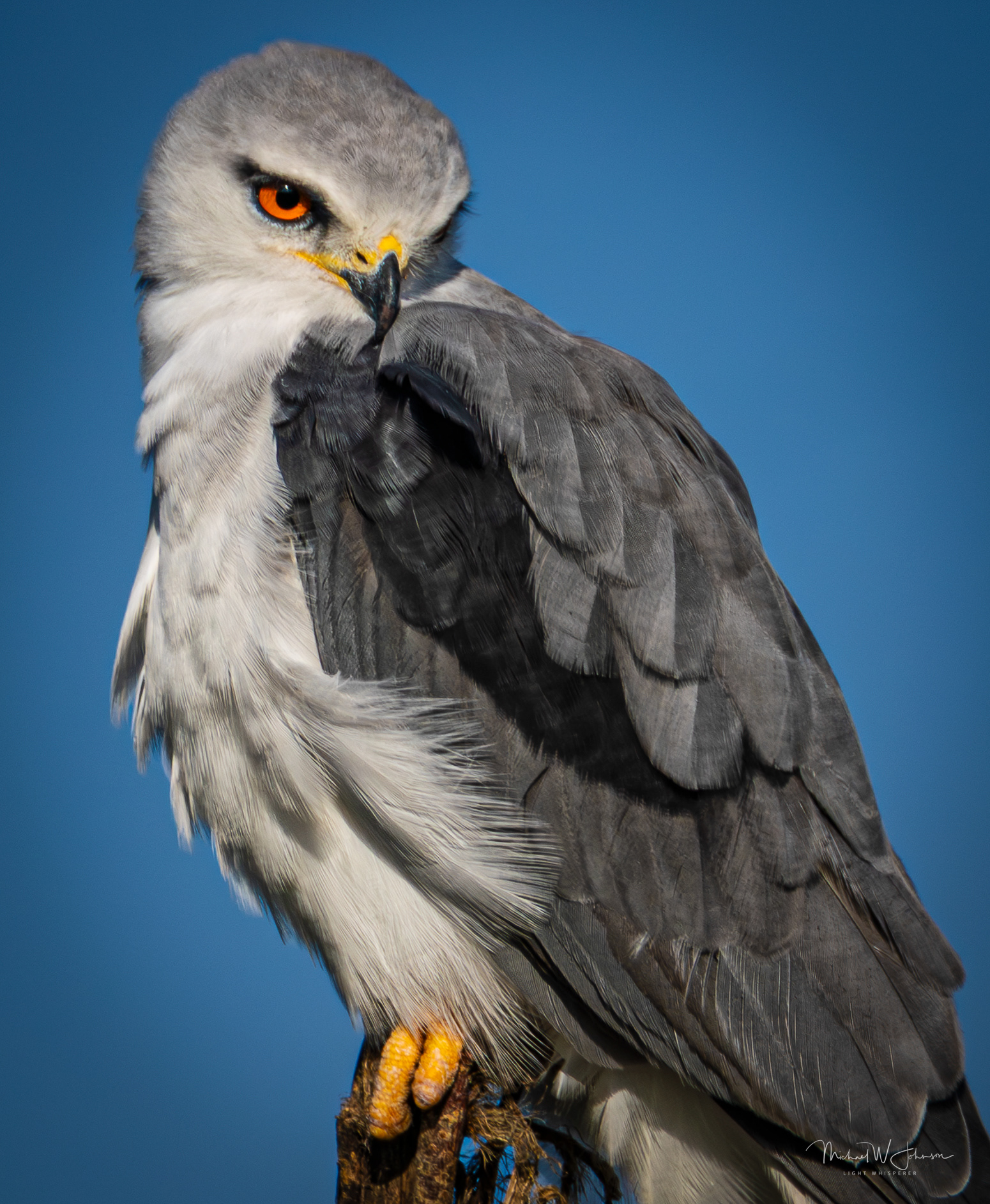 Black-winged Kite