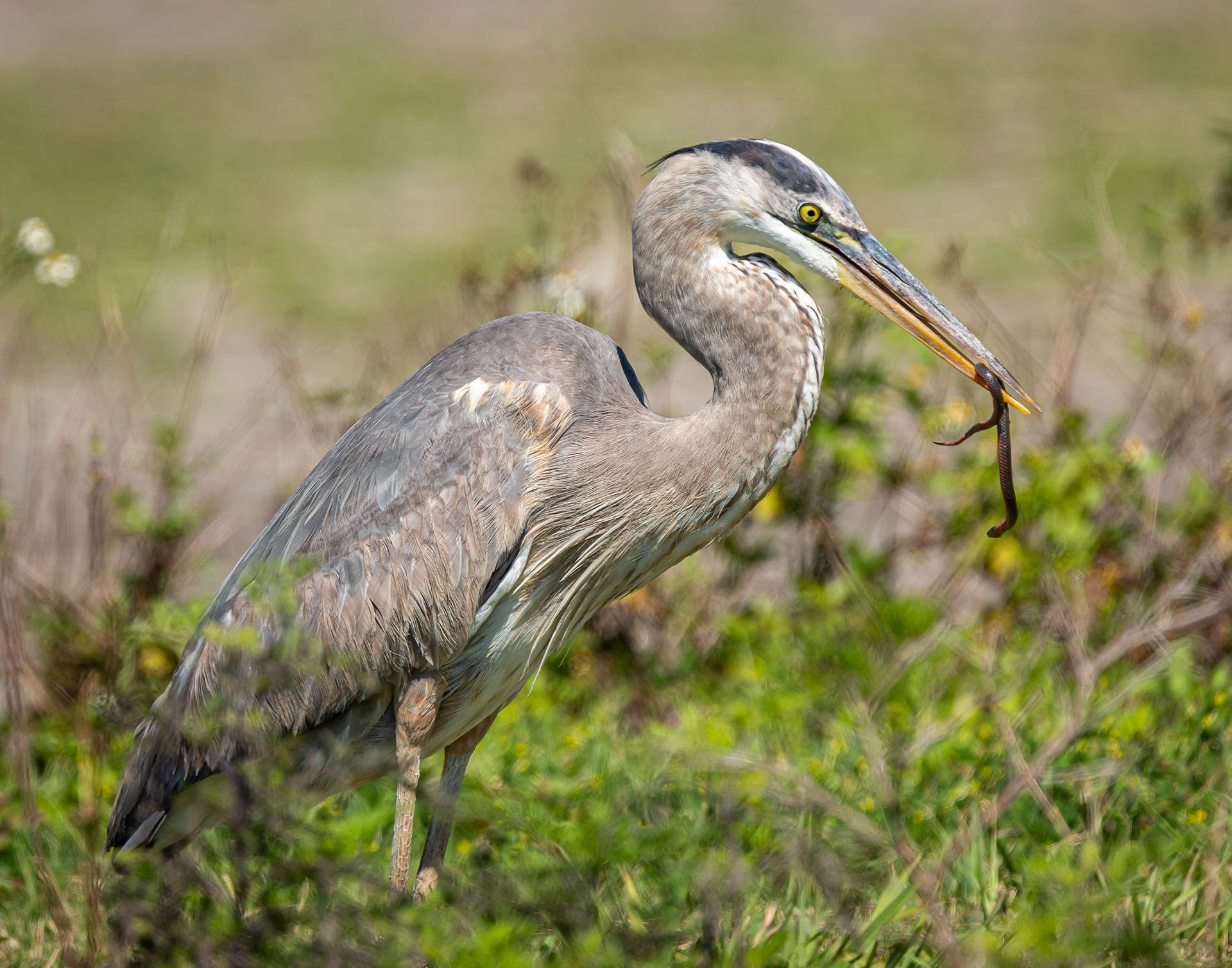 Great Blue Heron