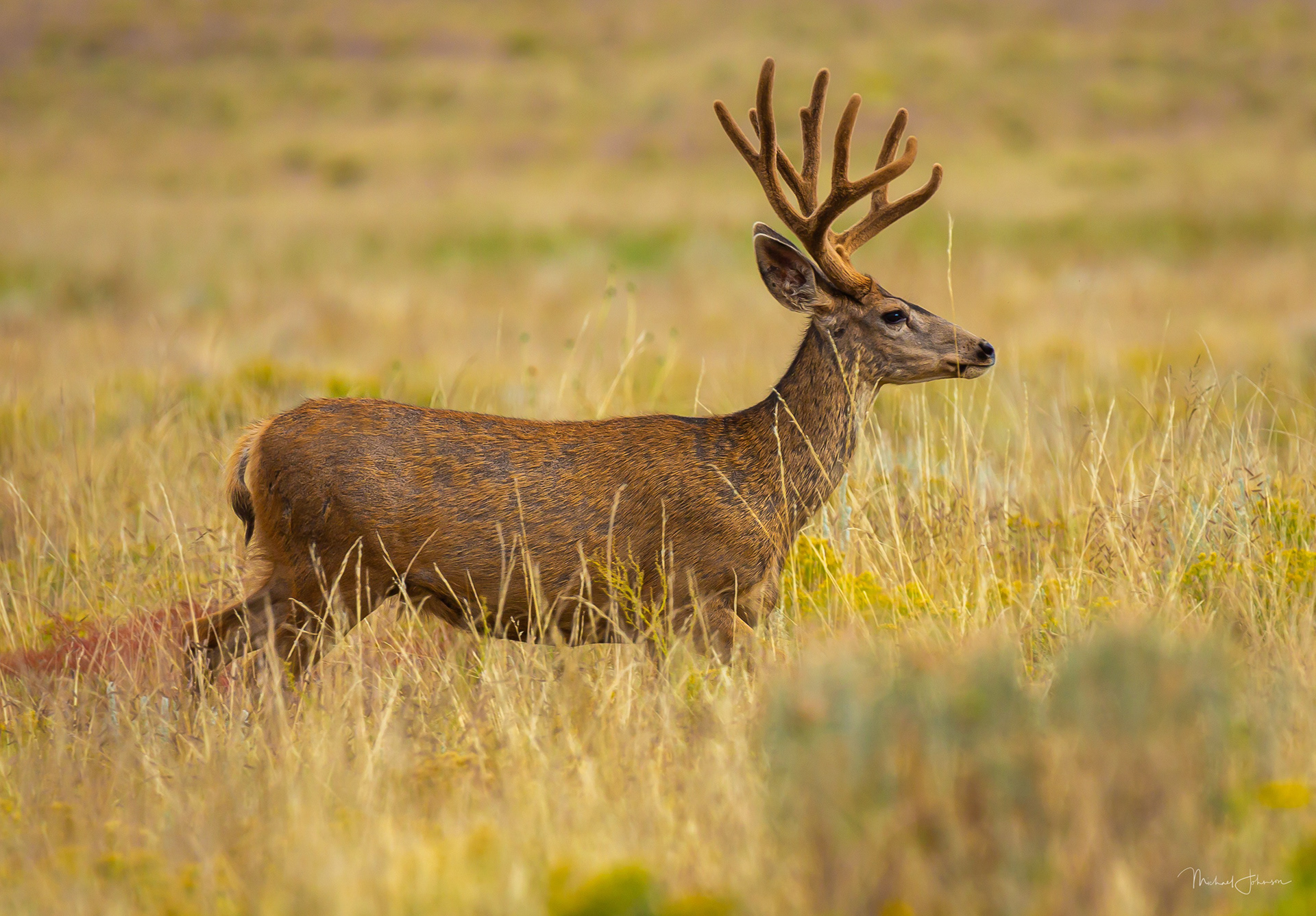 Mule Deer