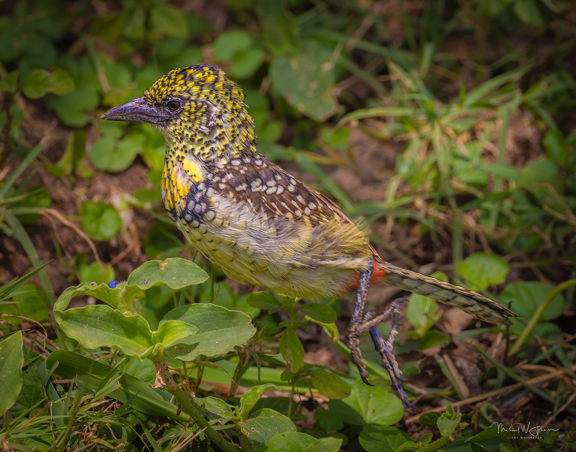 D'Arnaud's Barbet