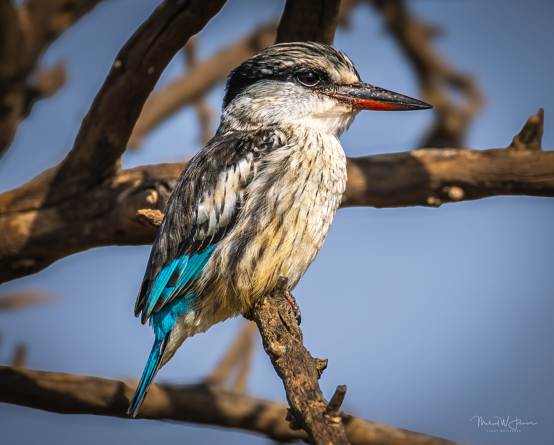 Brown-hooded Kingfisher