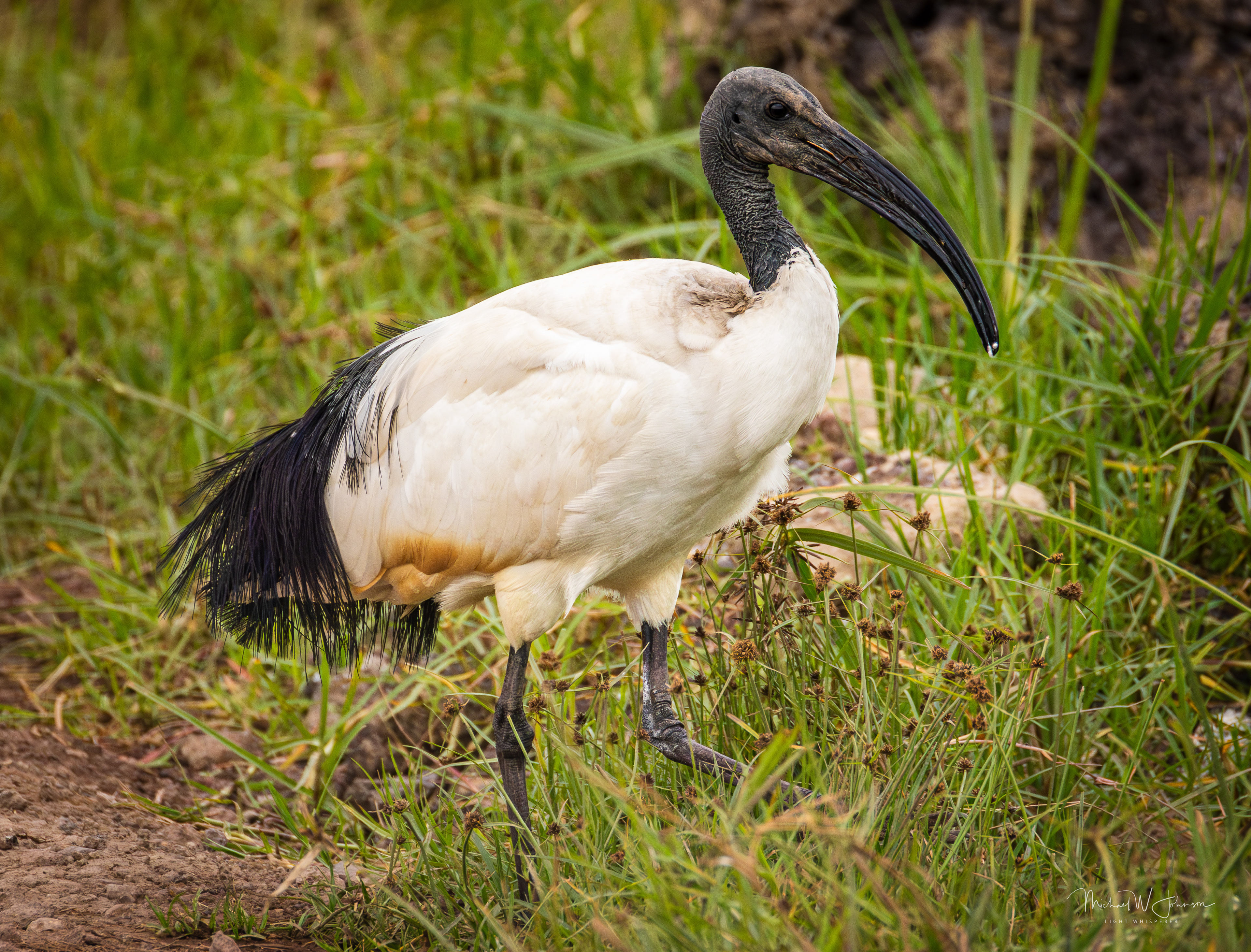 Sacred ibis