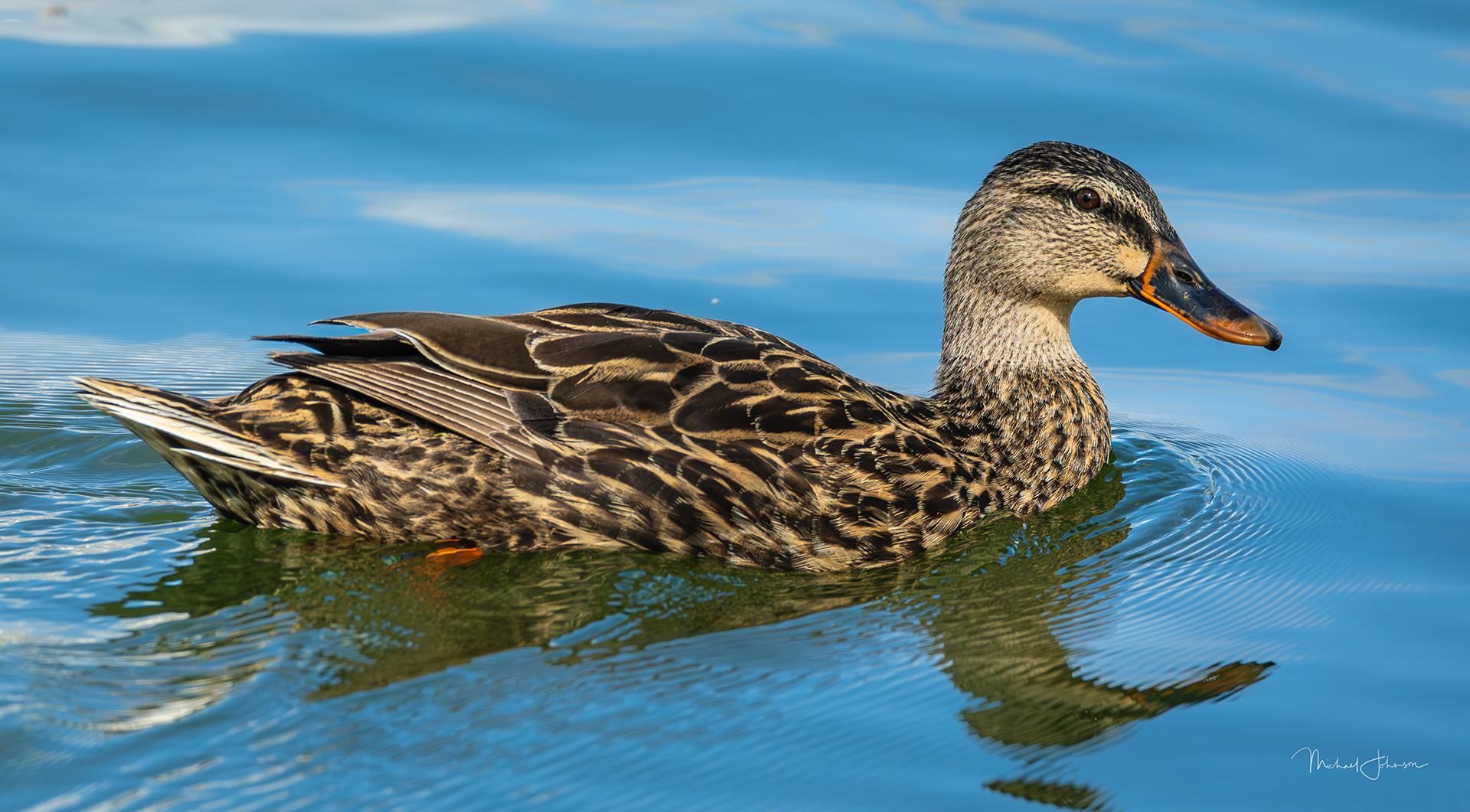 Mallard