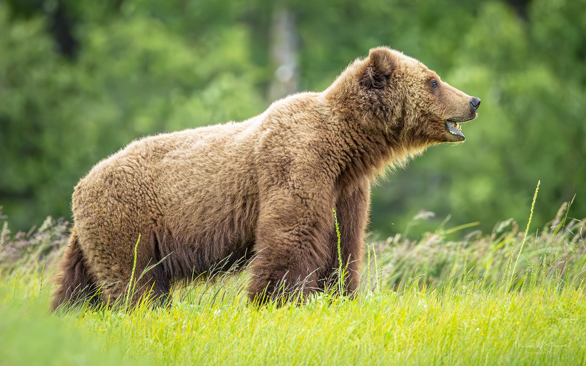 Brown Bear - Rip