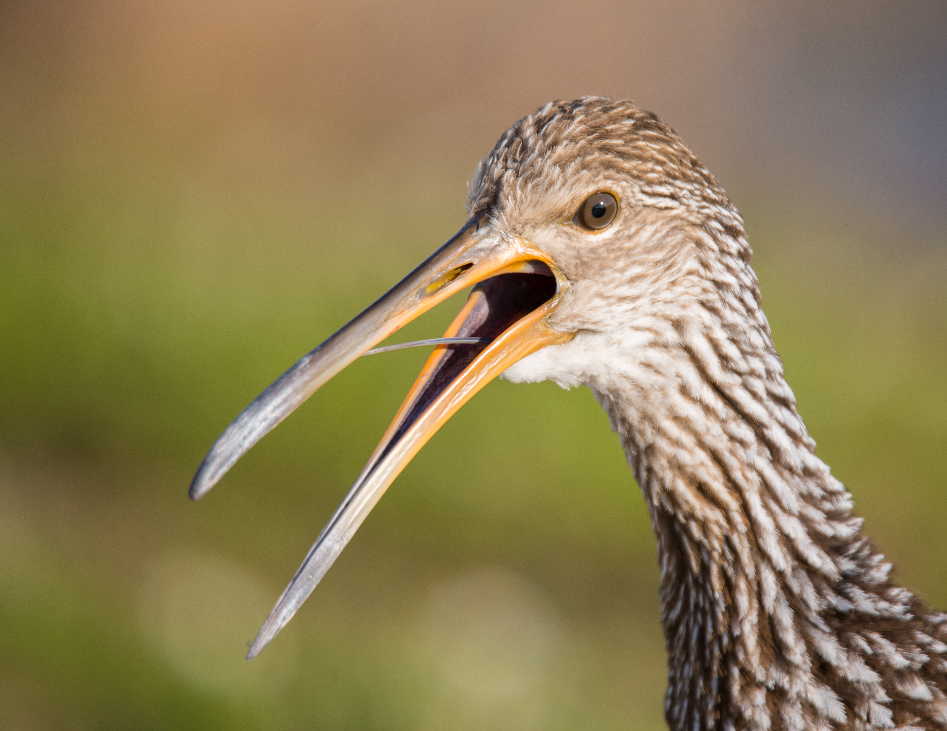 Limpkin