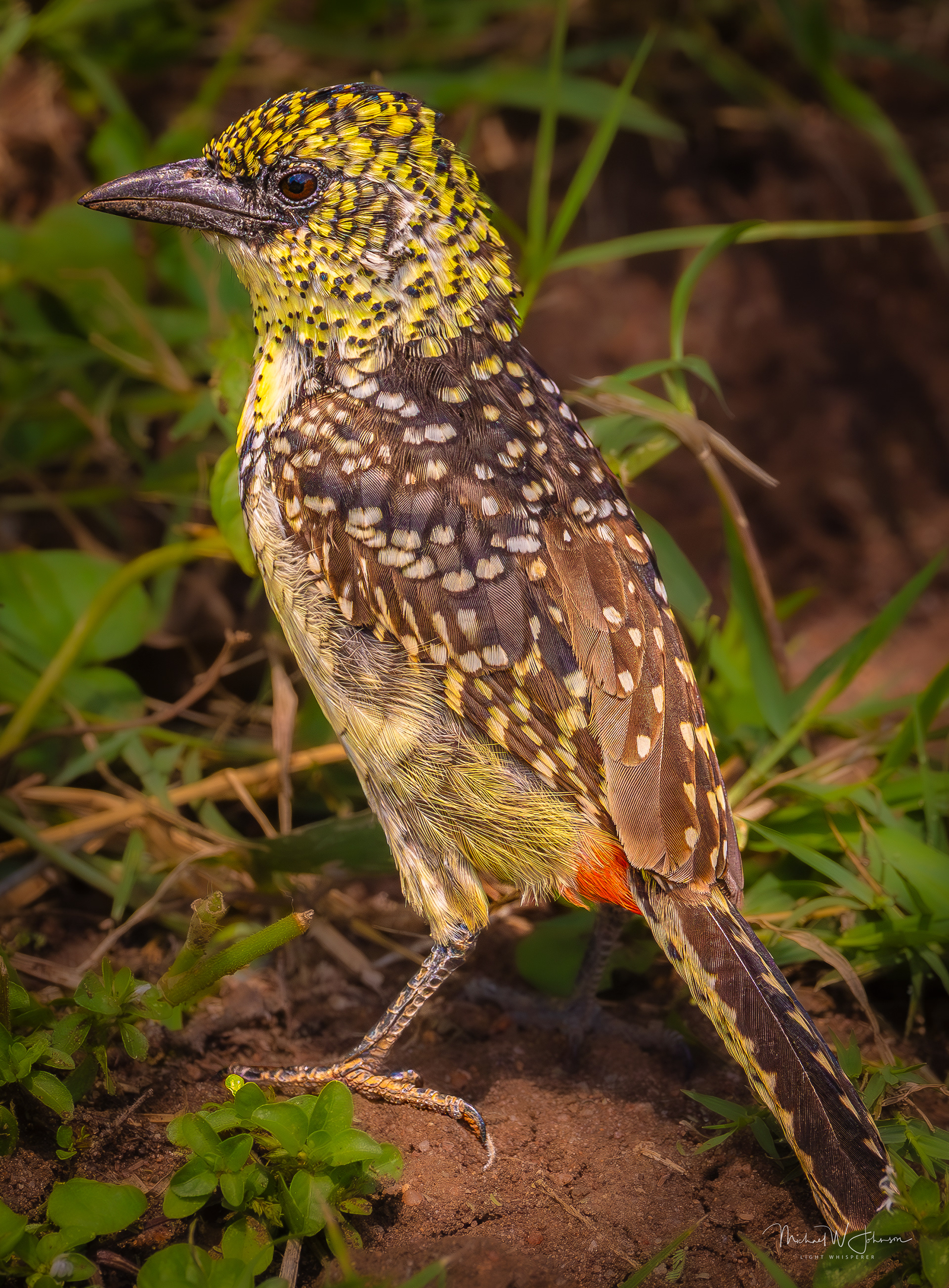 D'Arnaud's Barbet