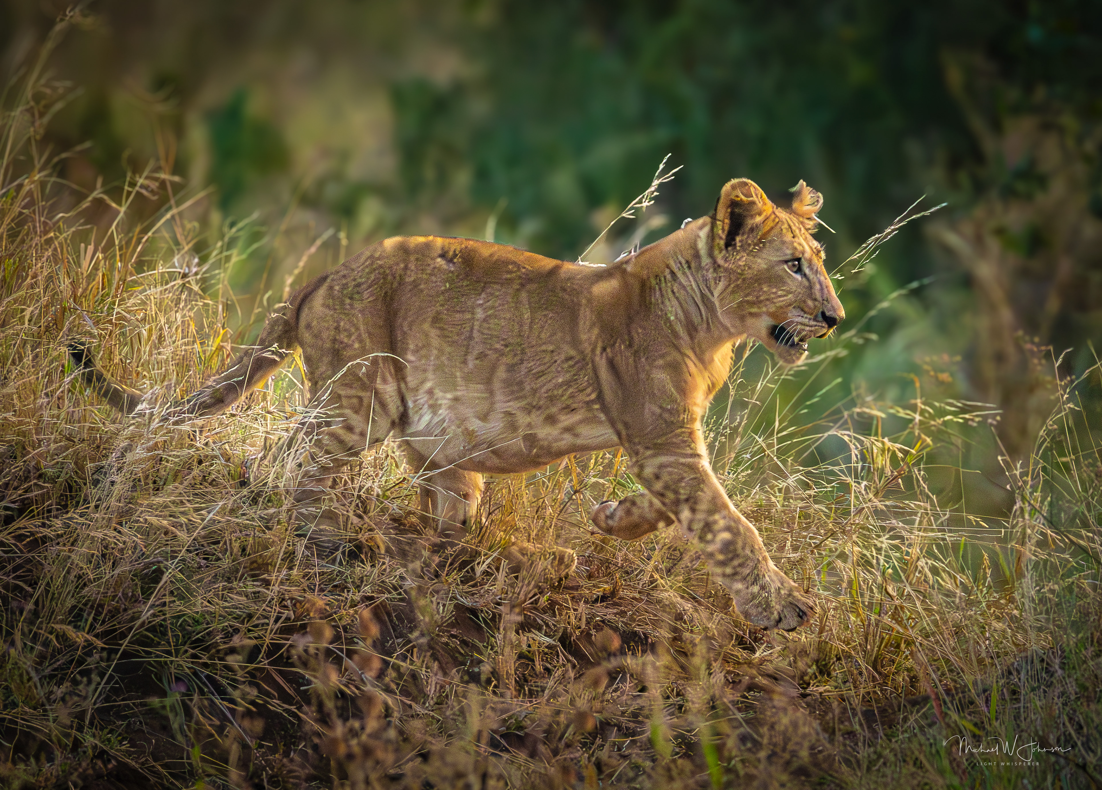 Lion Cub