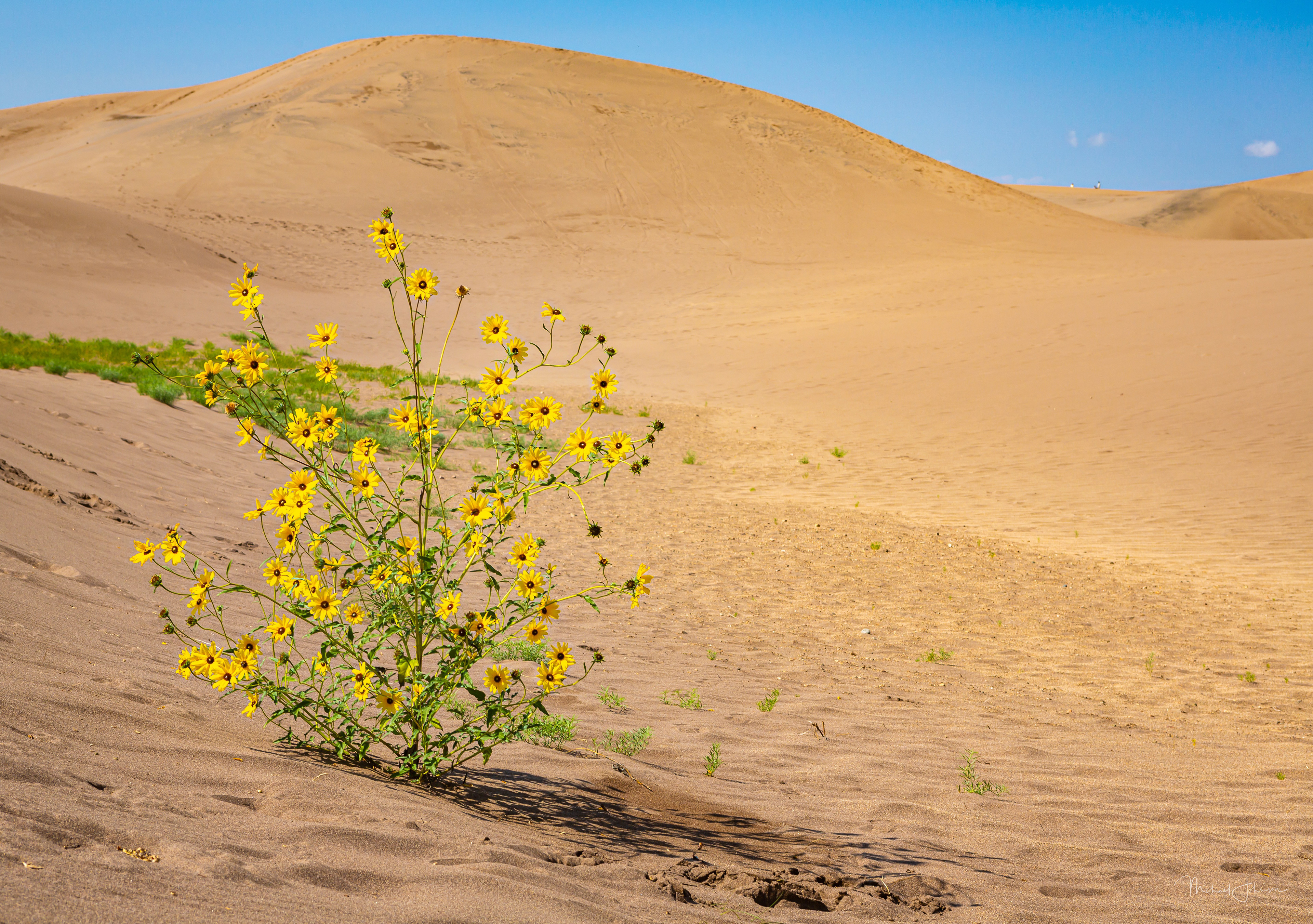 Sunflower Plant on the Dunes