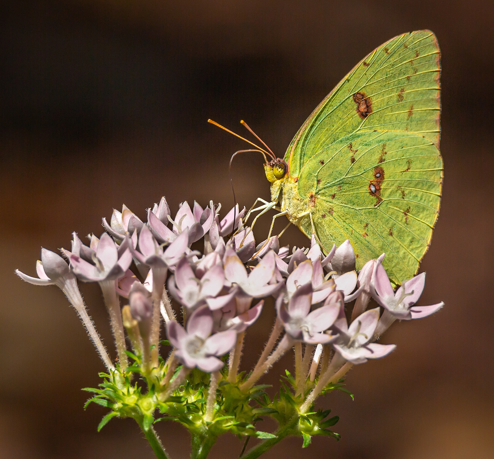 Orange Sulphur