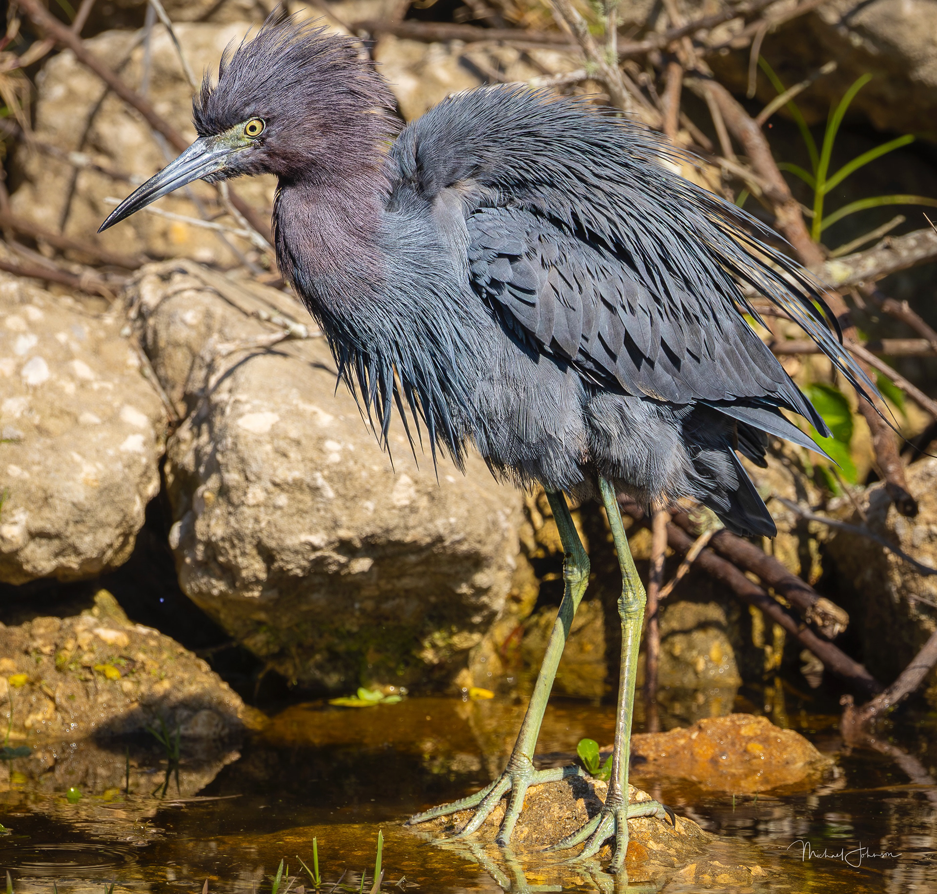 Little Blue Heron