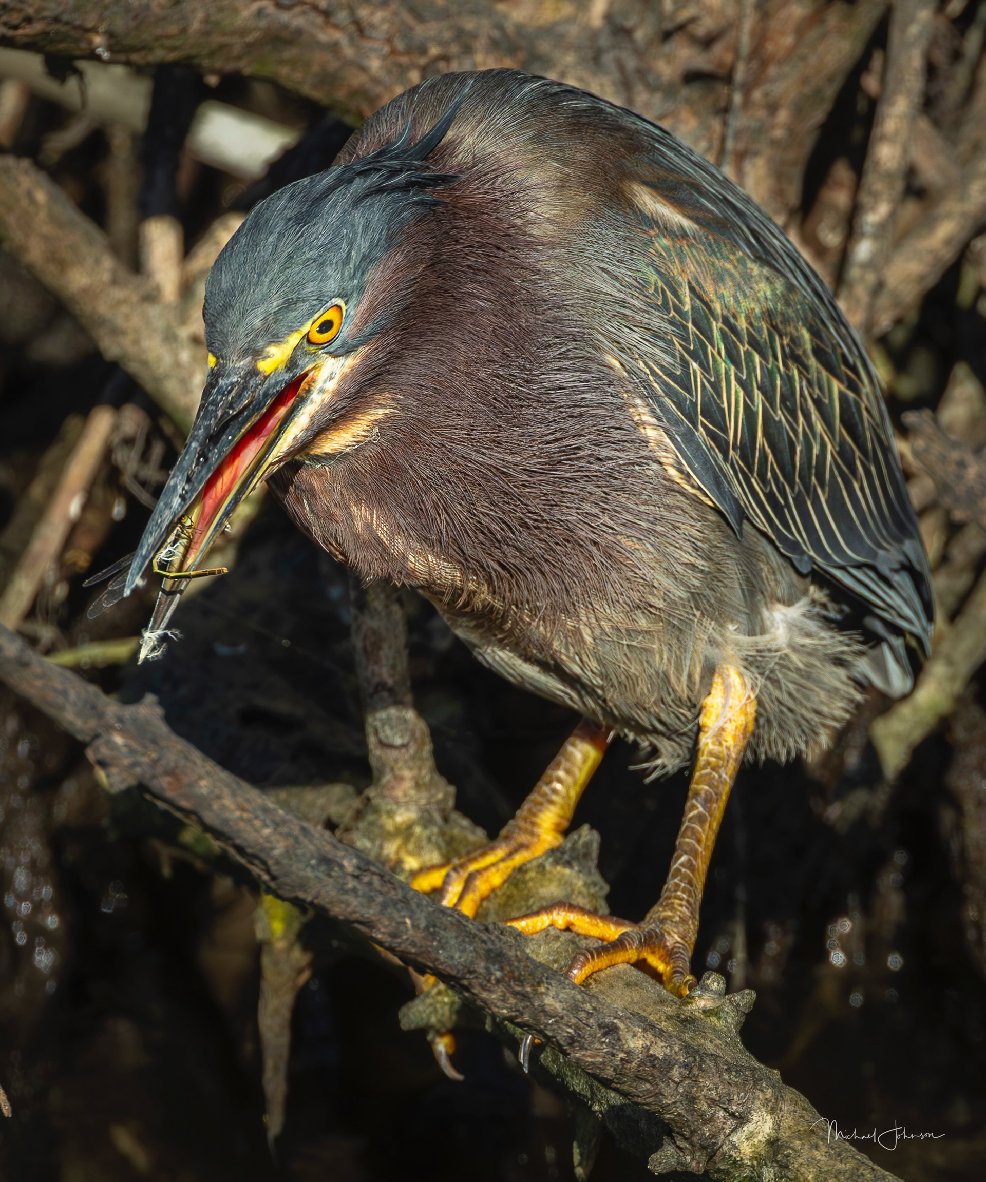 Green Heron
