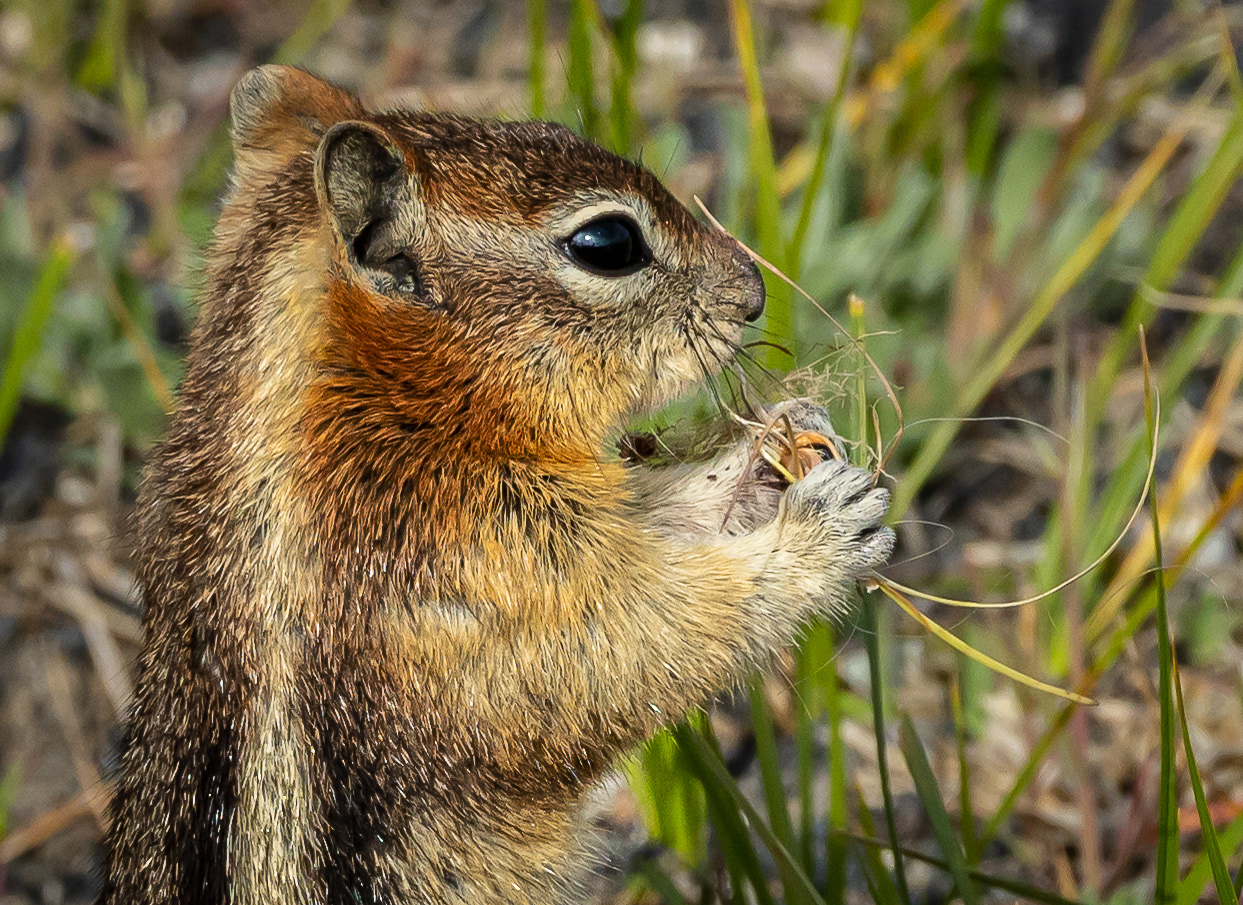 Golden-mantled Ground Squirrel