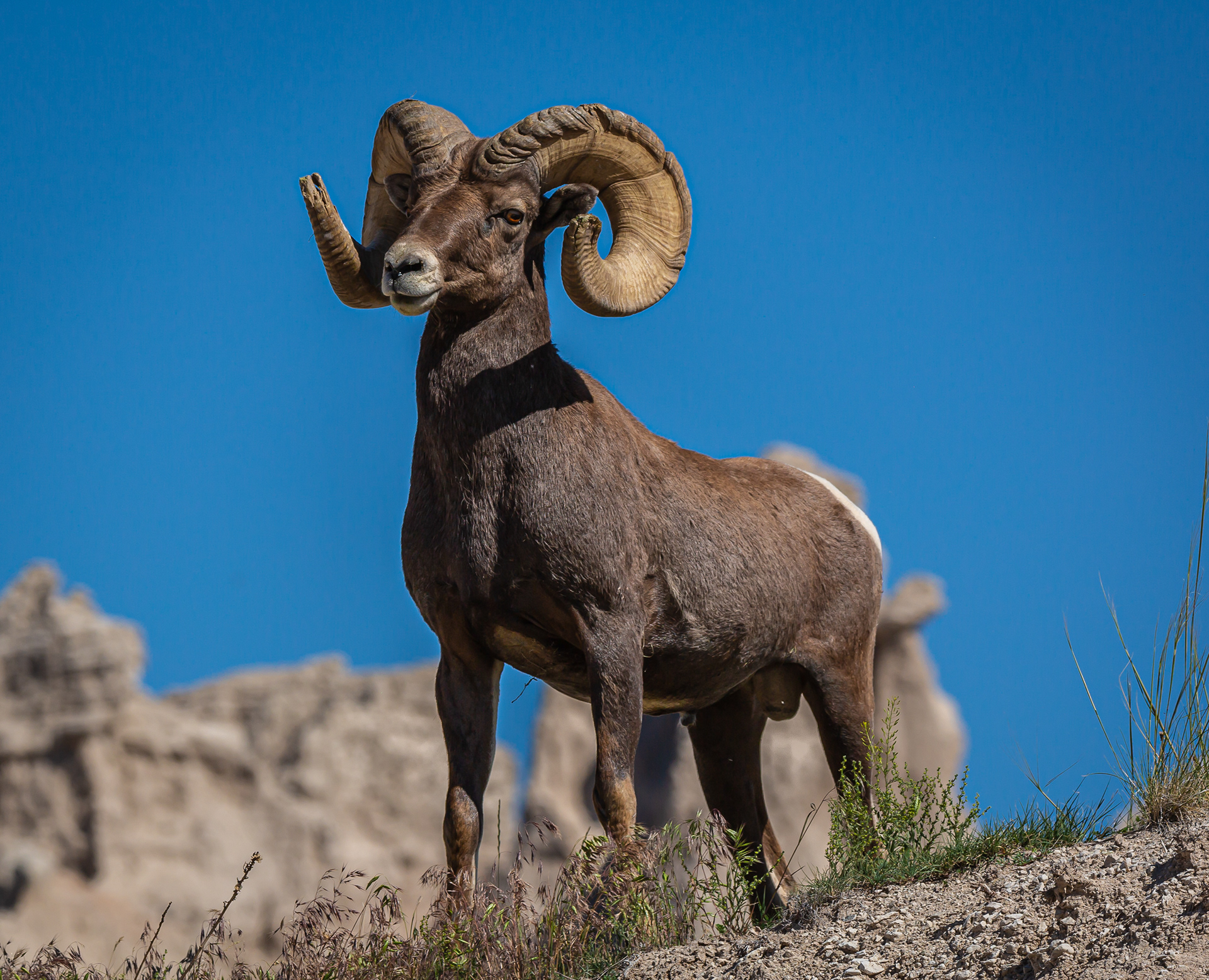 Bighorn Sheep