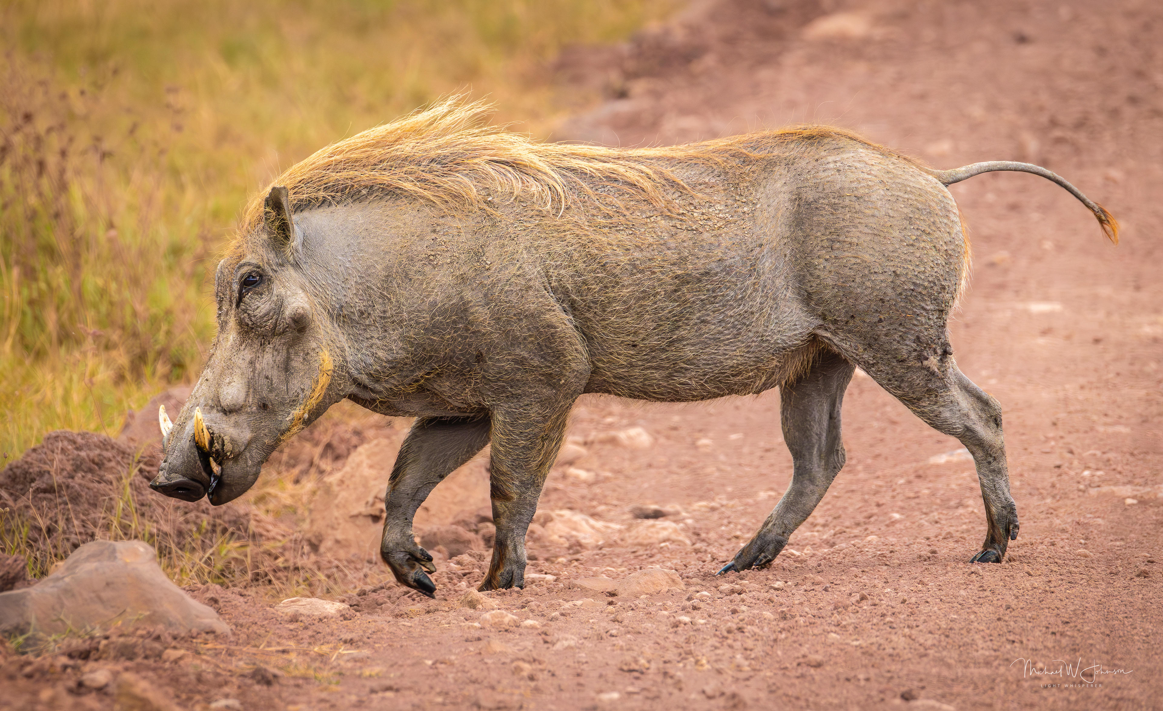 Warthog