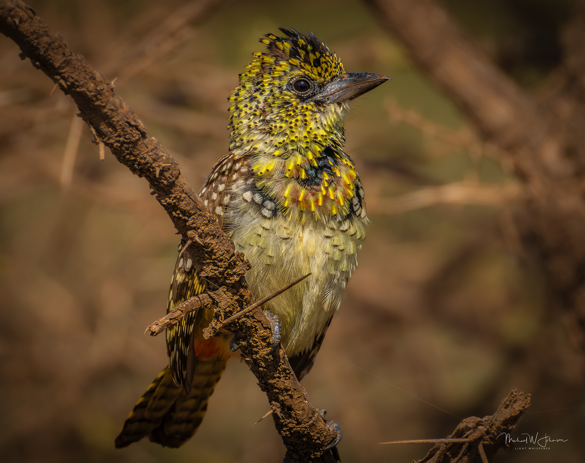 D'Arnaud's Barbet