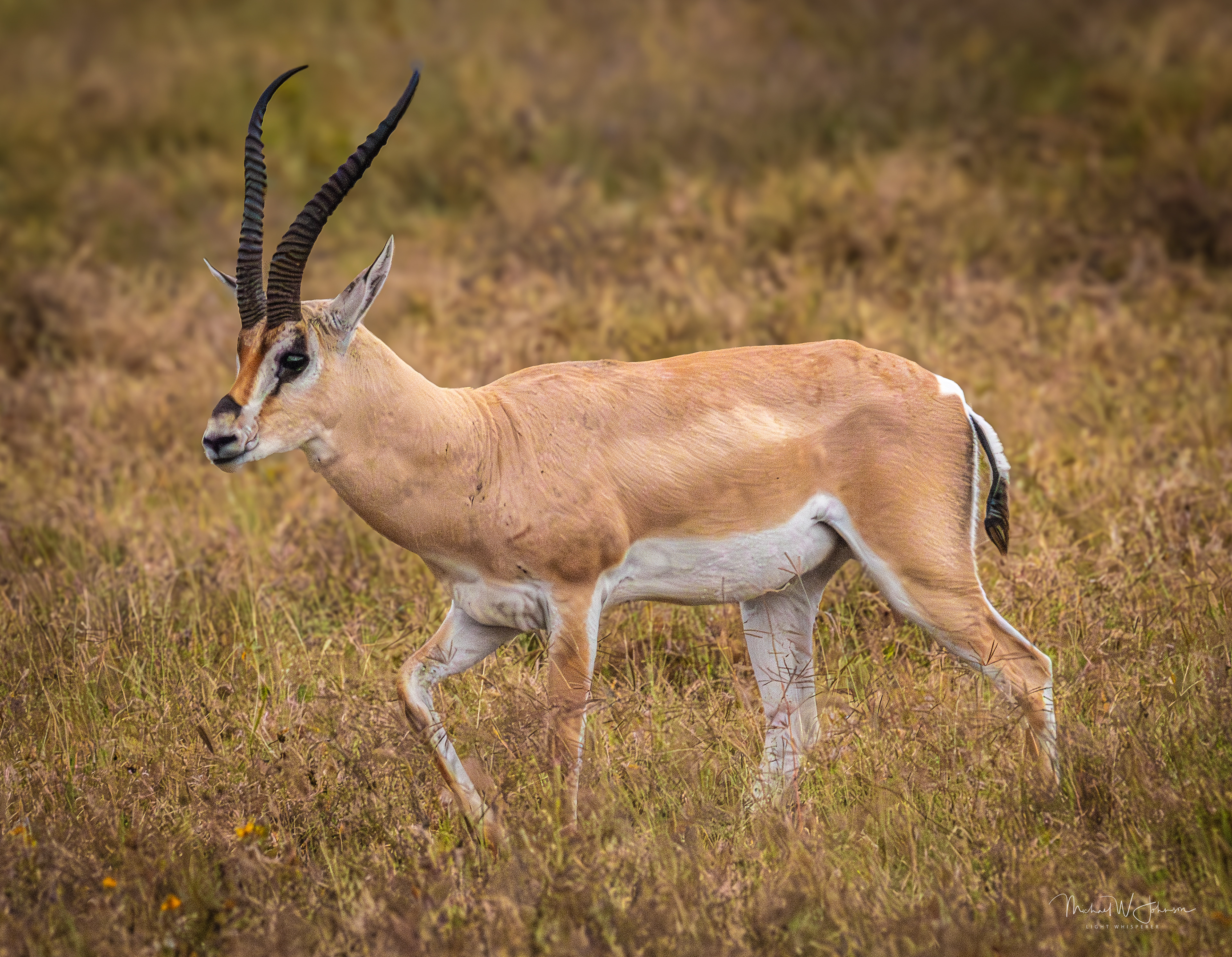 Grant's Gazelle