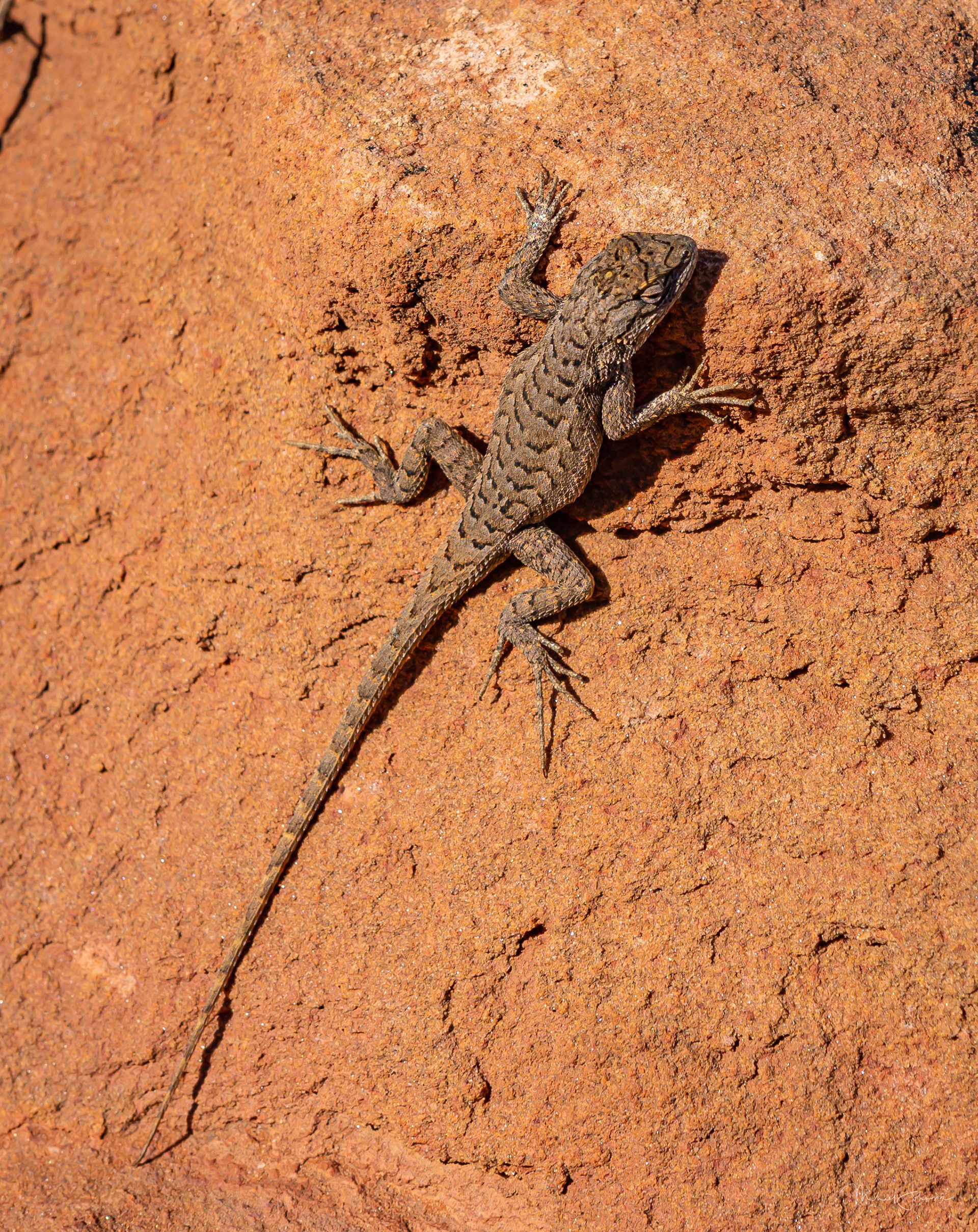 Canyonlands National Park - Grand View Point Overlook - Lizard