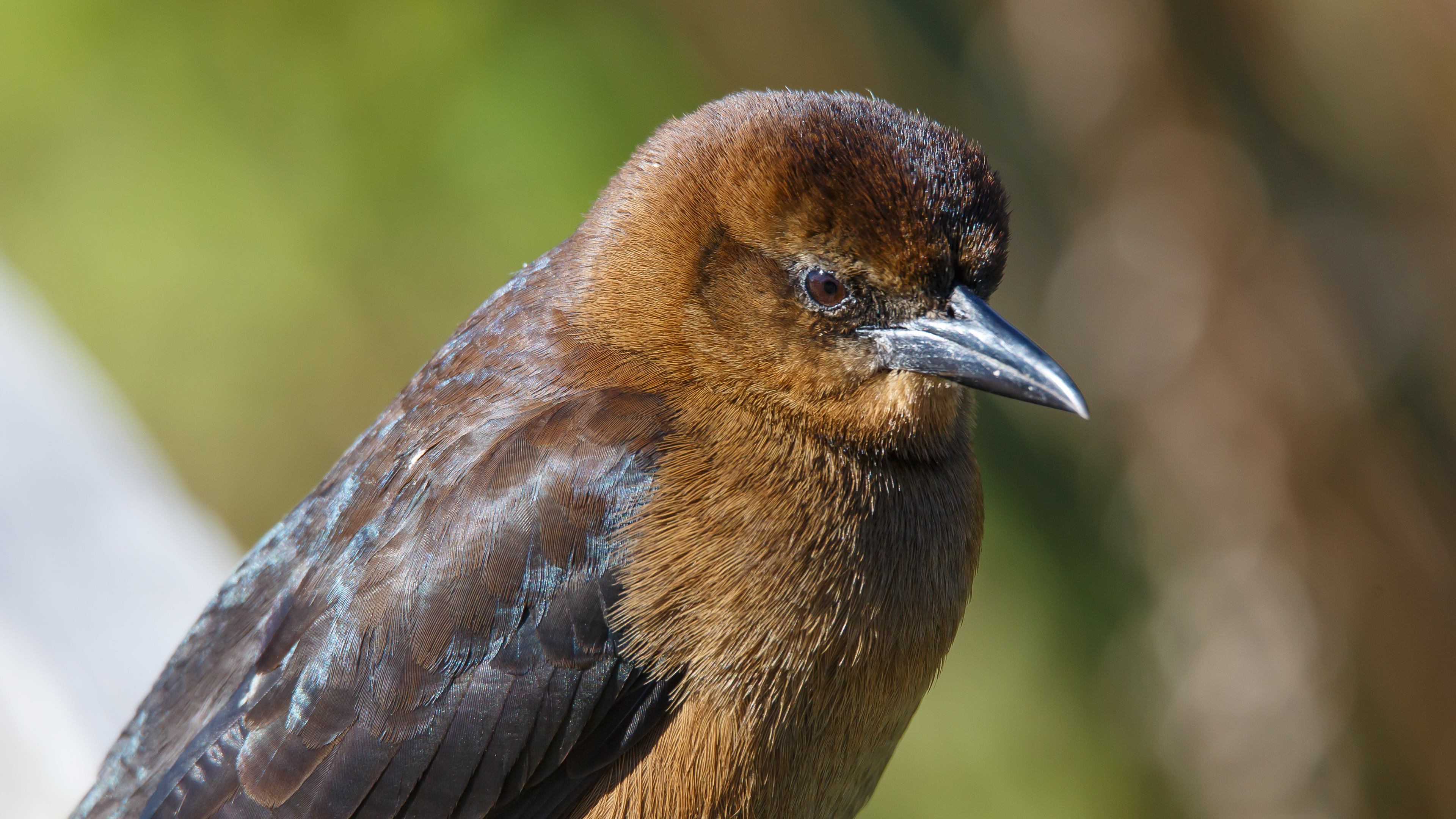 Boat-tailed Grackle