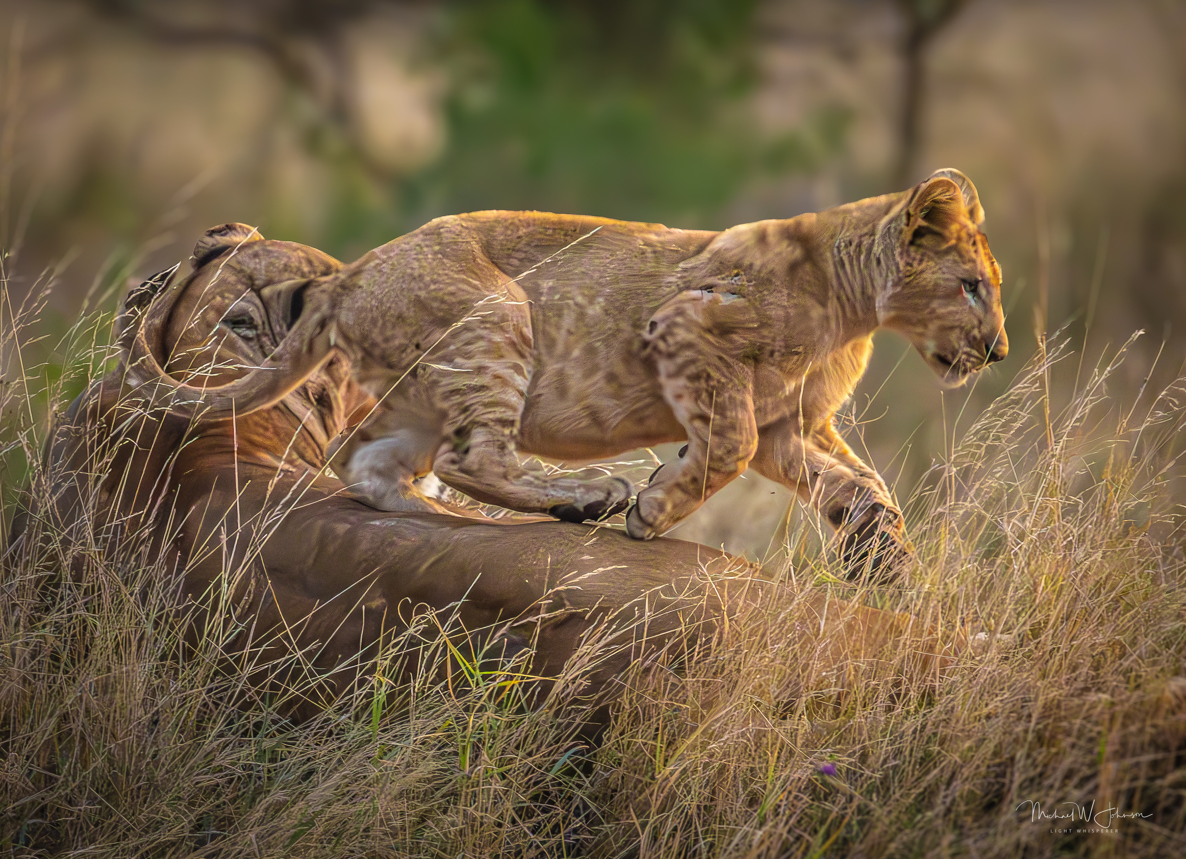 Lion Cub