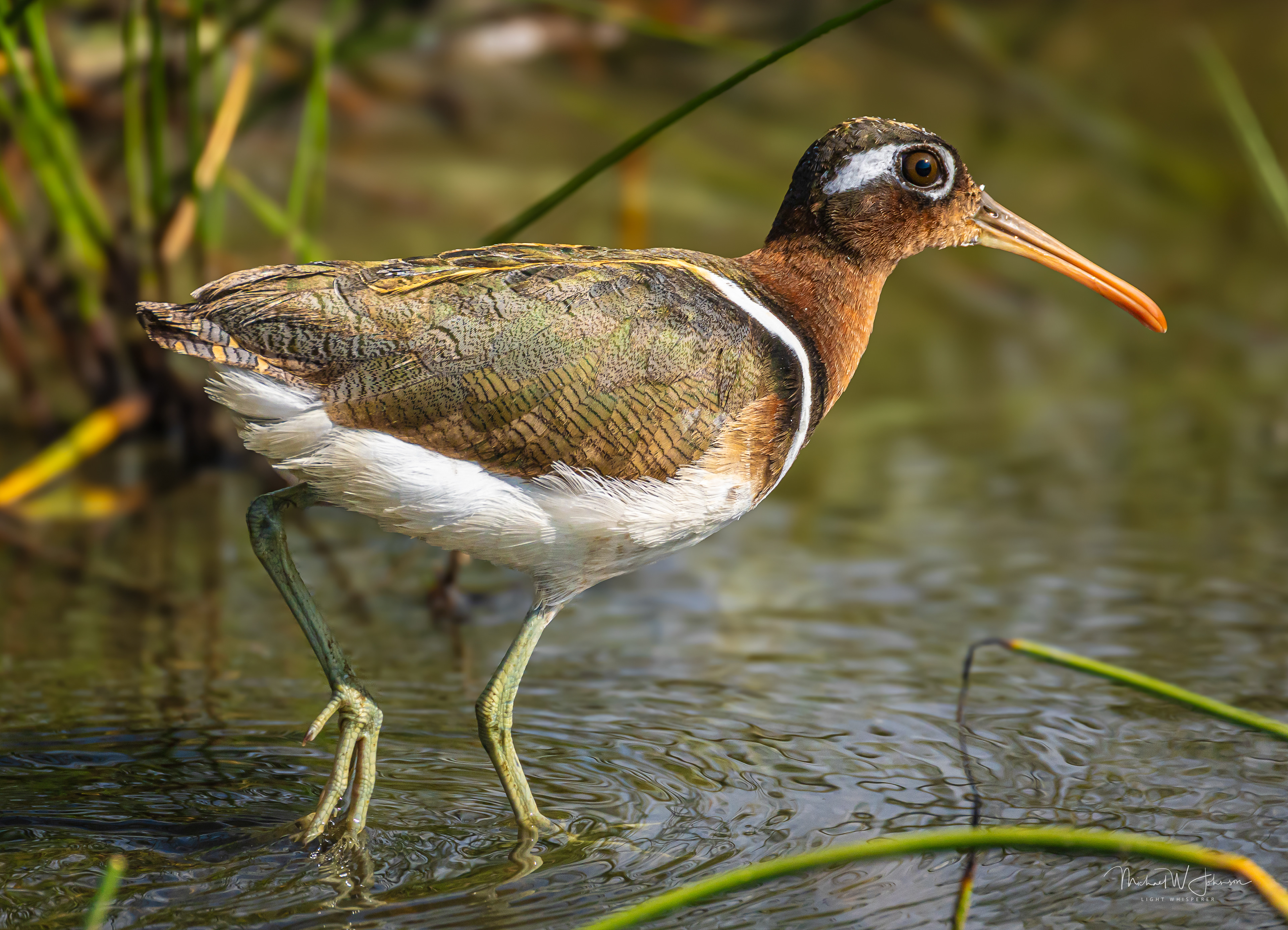 Greater Painted Snipe