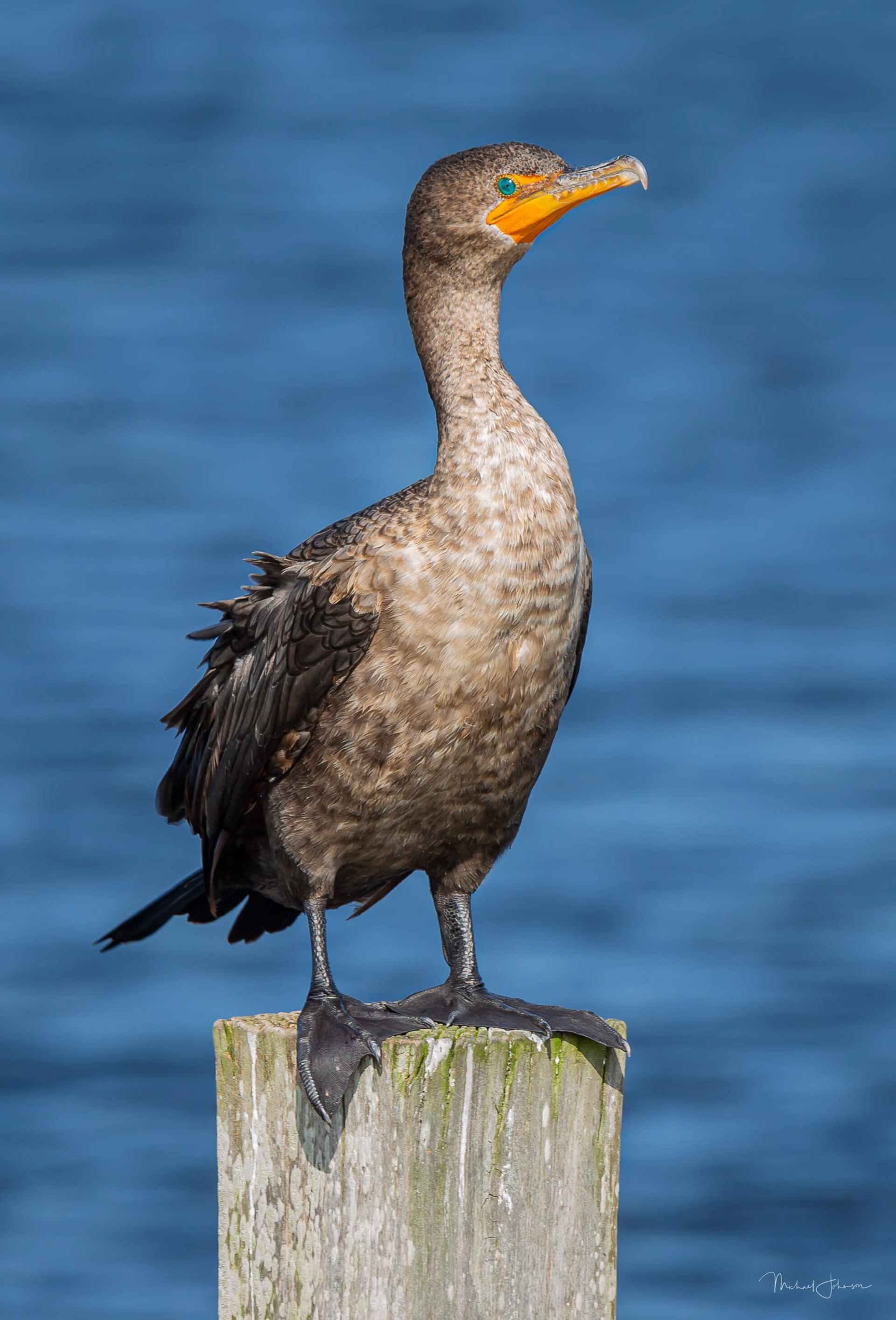 Double-Crested Cormorant