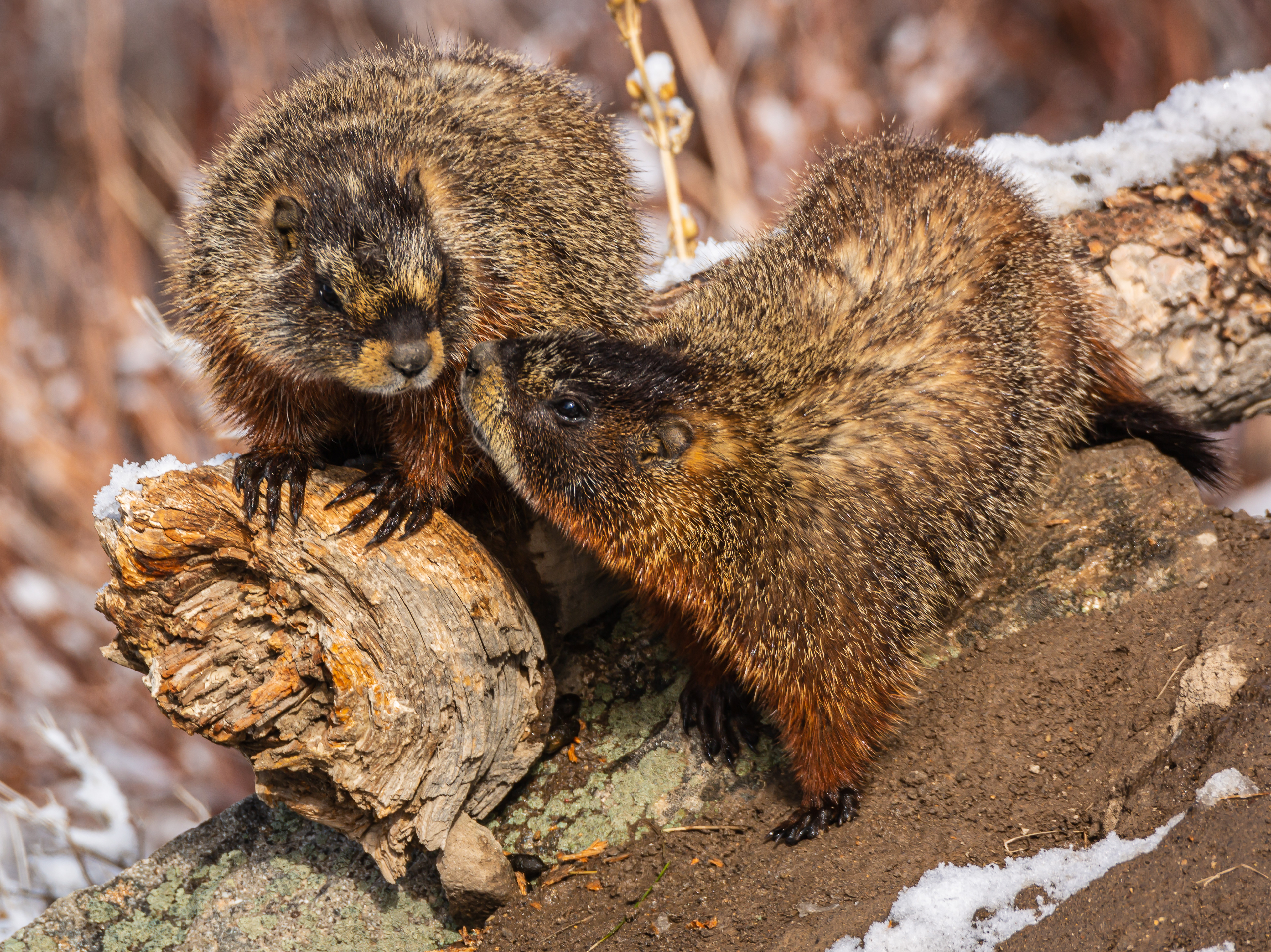 Yellow-bellied Marmot