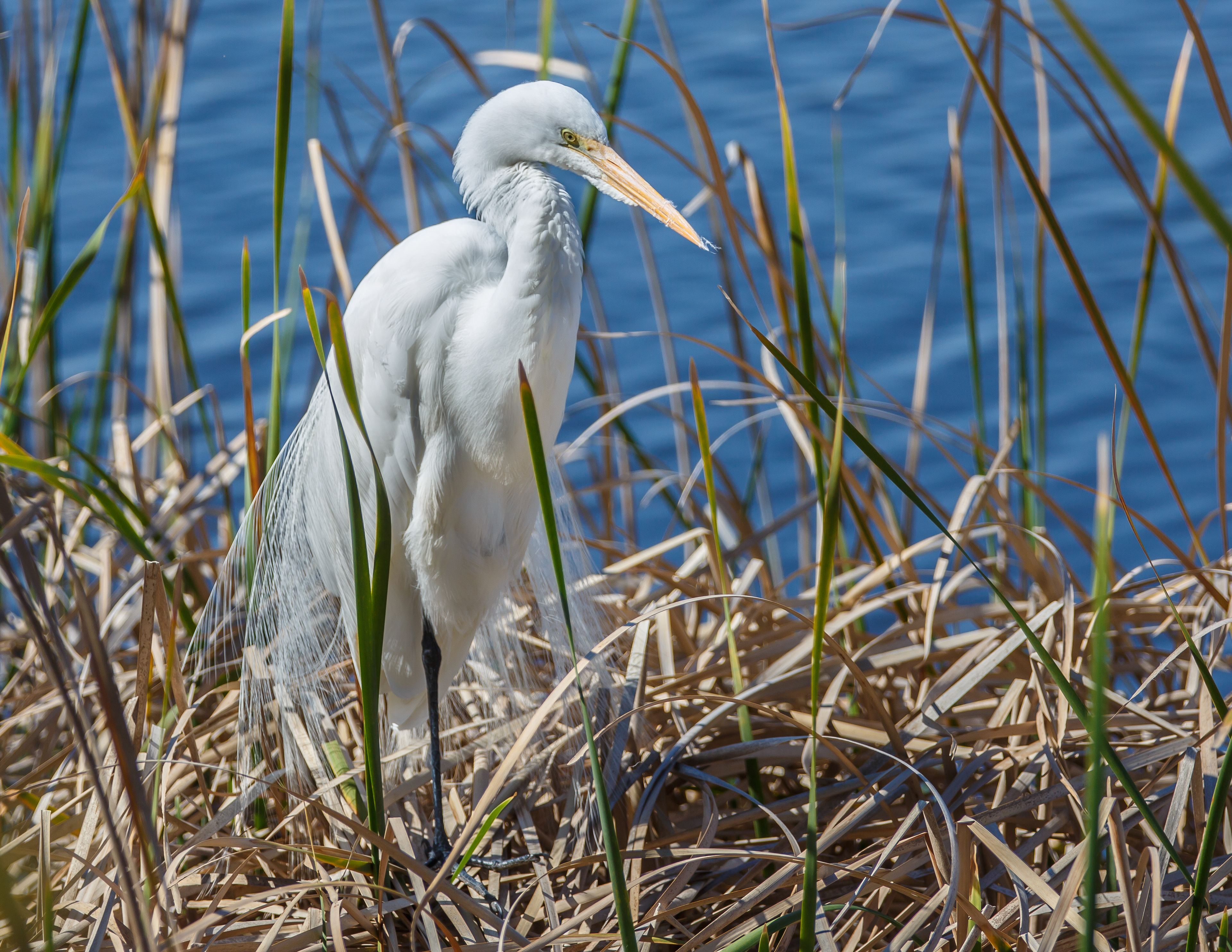 Great Egret
