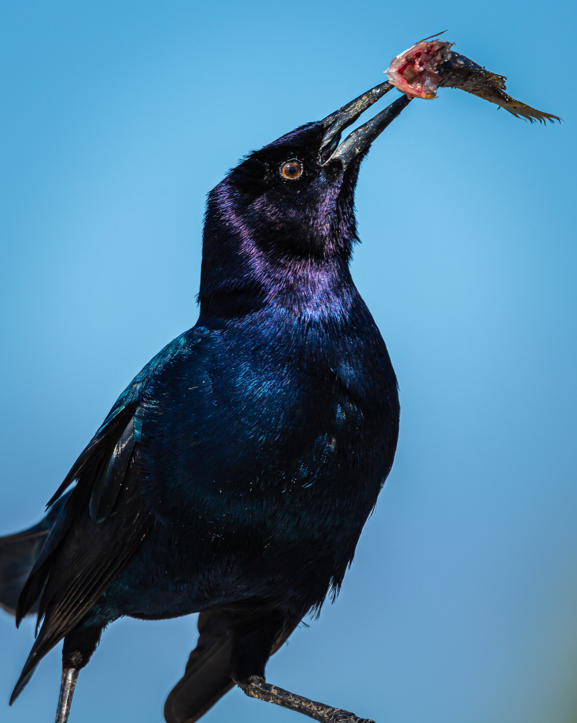 Boat-tailed Grackle