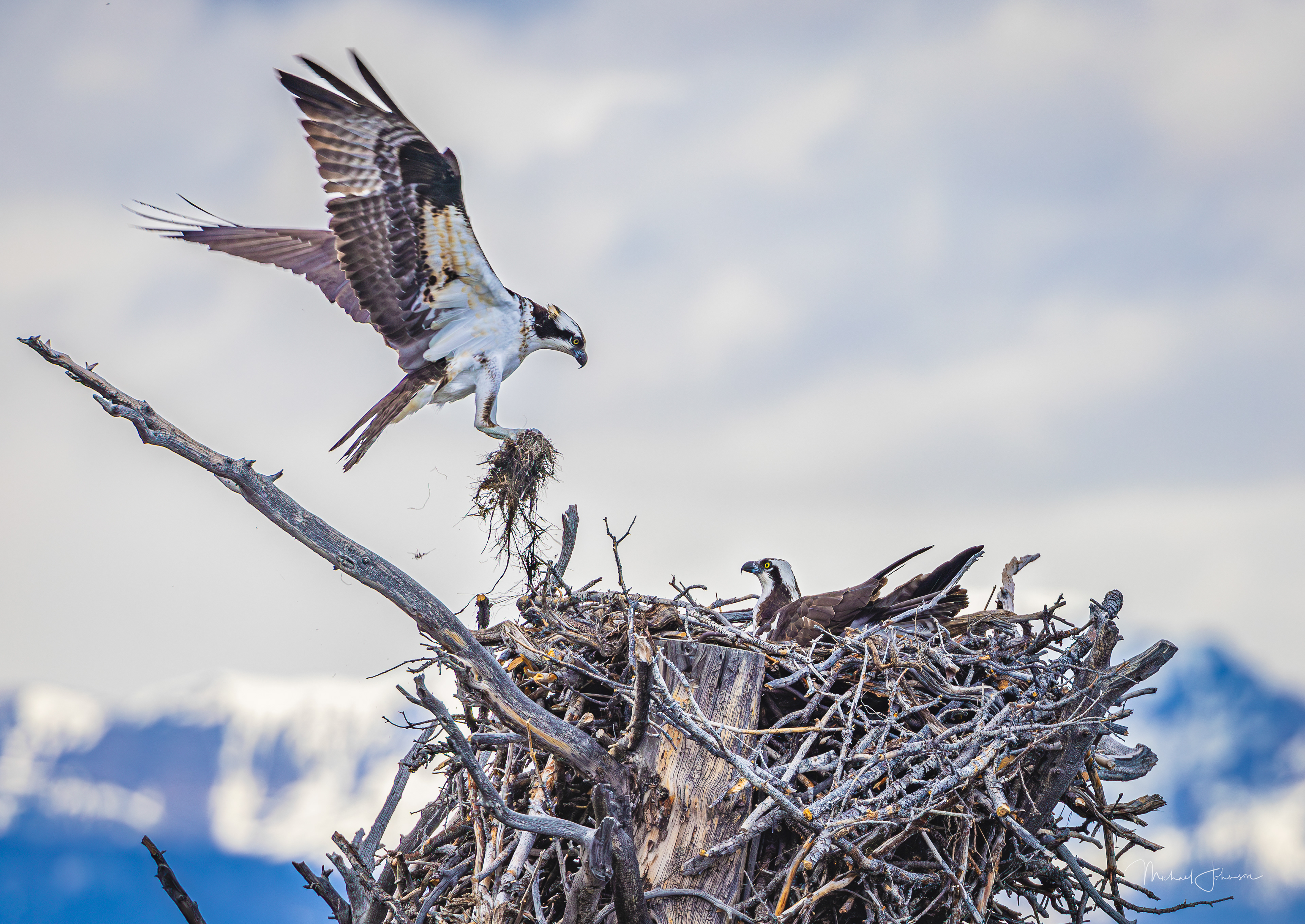 Osprey