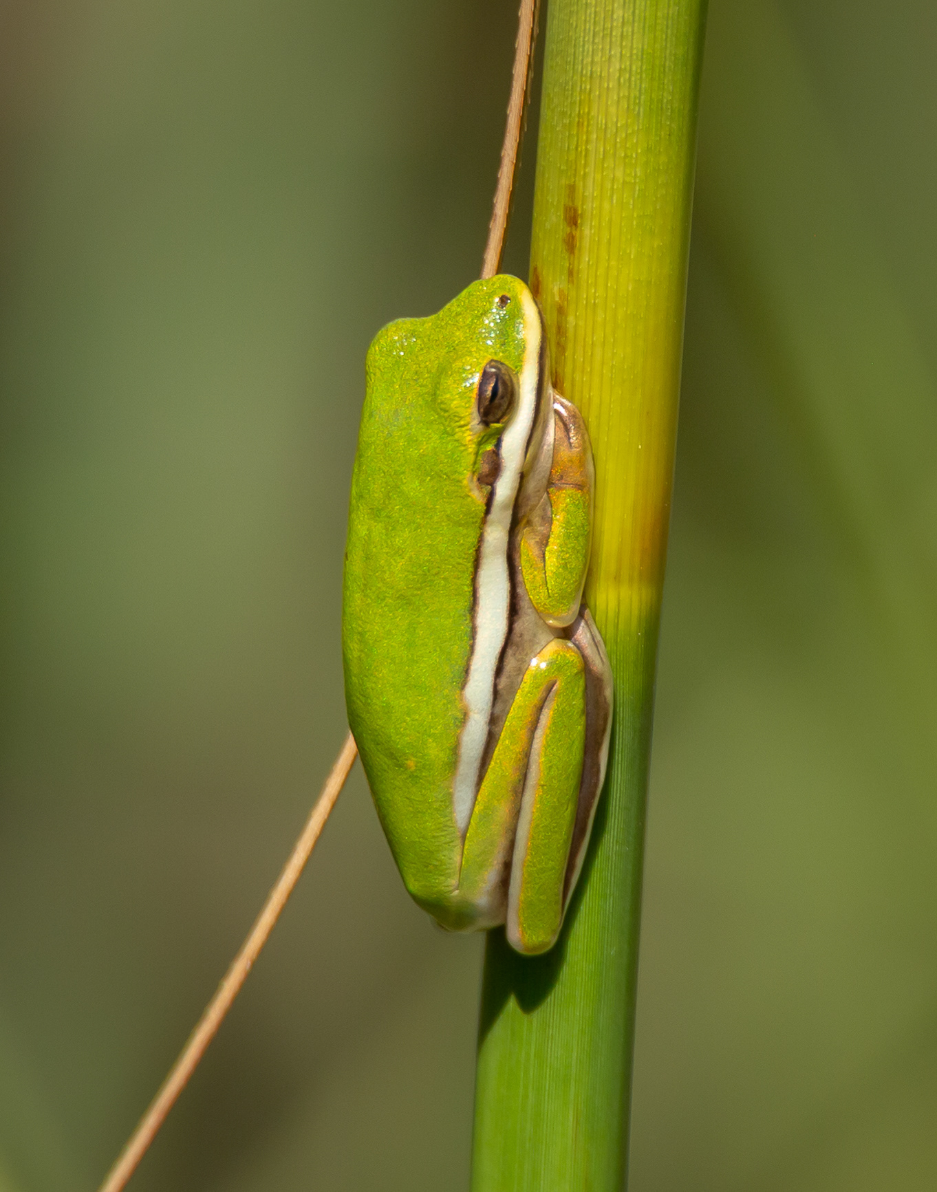 Florida Green Tree Frog