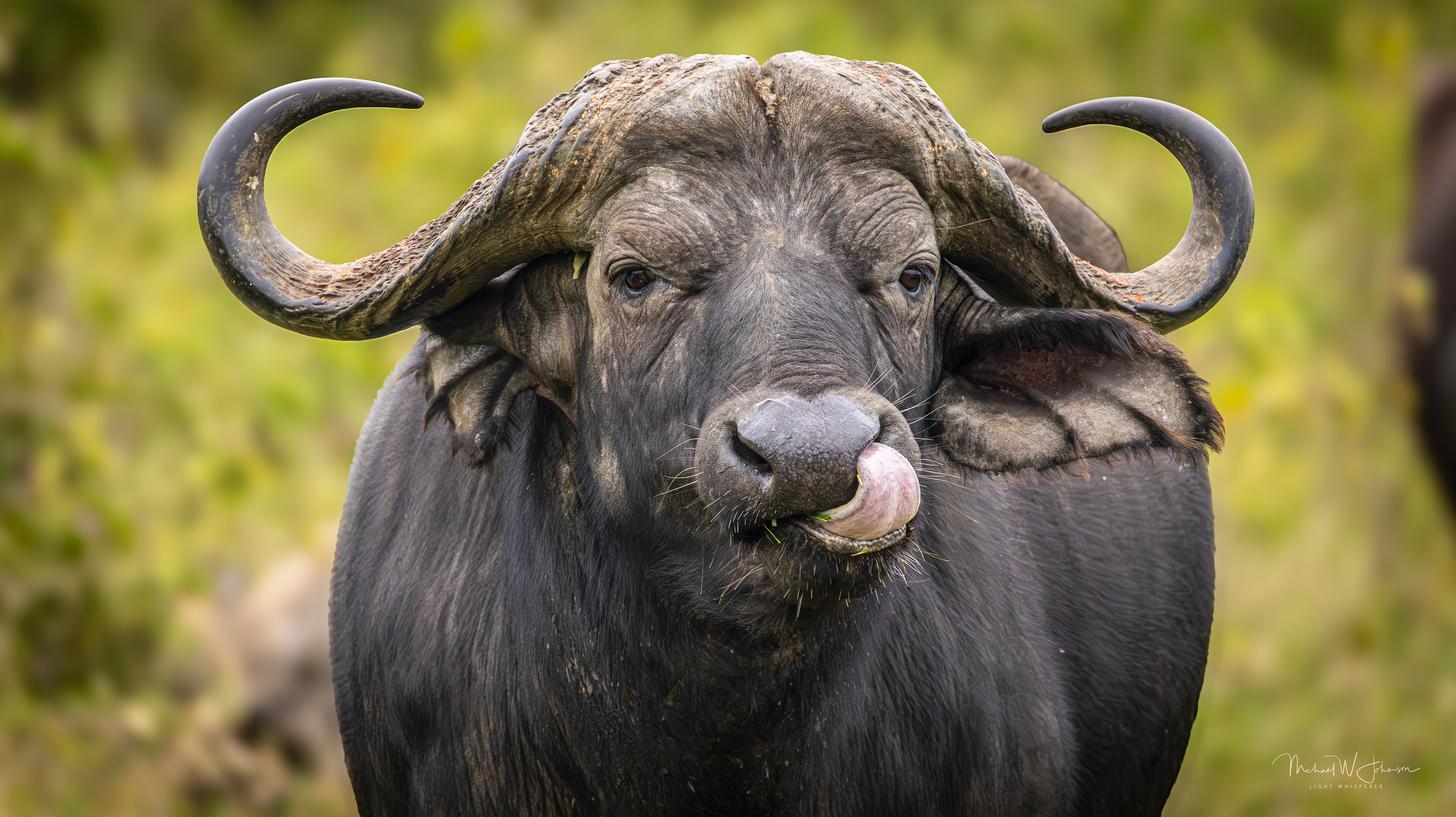 Cape Buffalo
