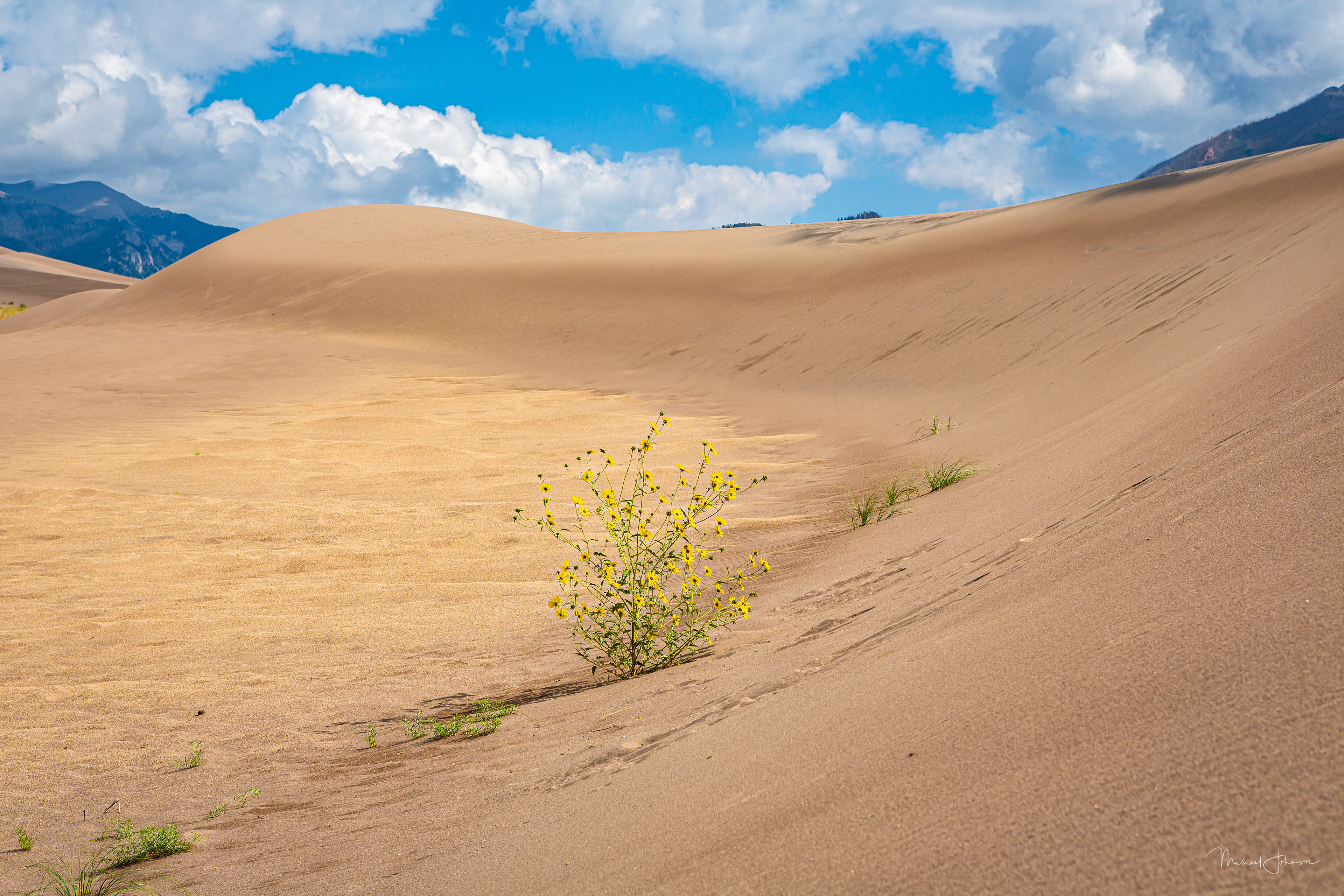 Sunflower Plant on the Dunes