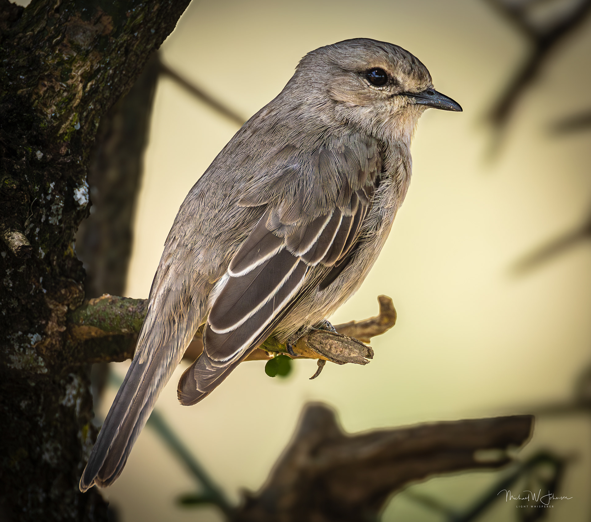 African Gray Flycatcher