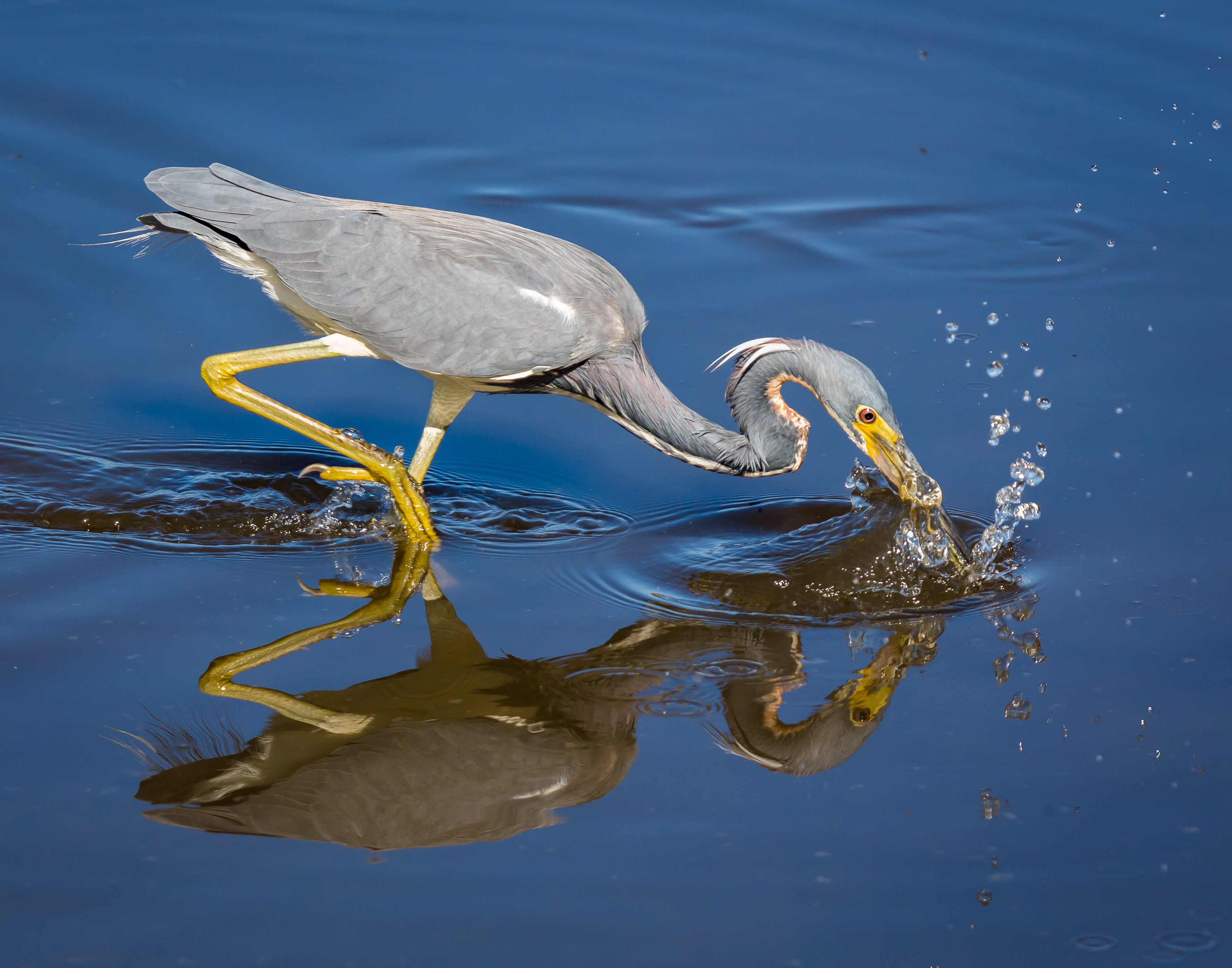 Tricolored Heron
