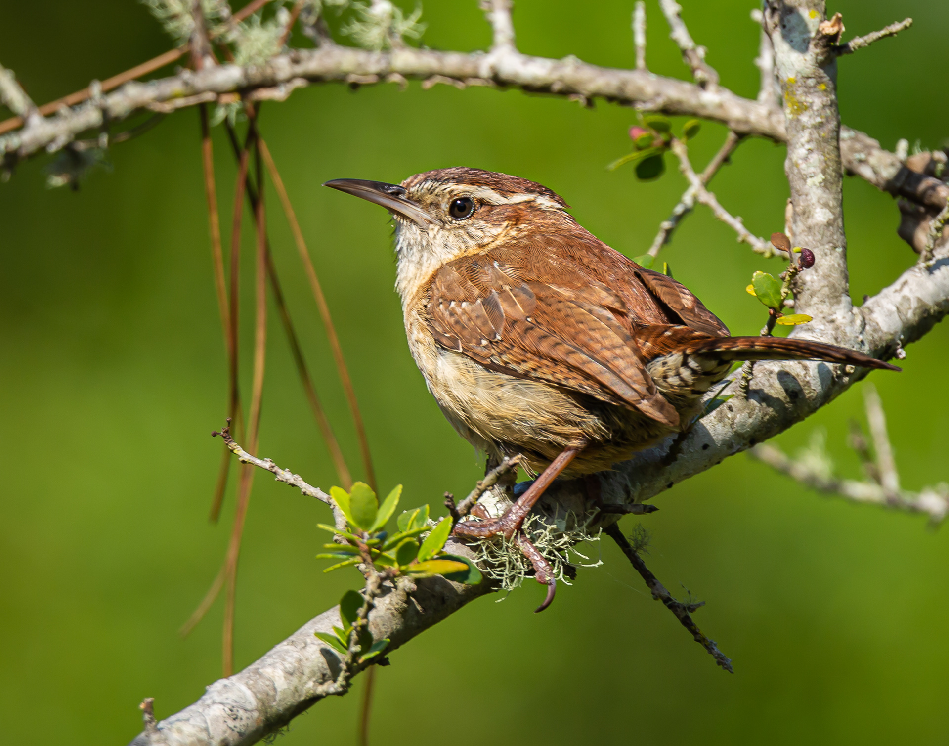 Carolina Wren