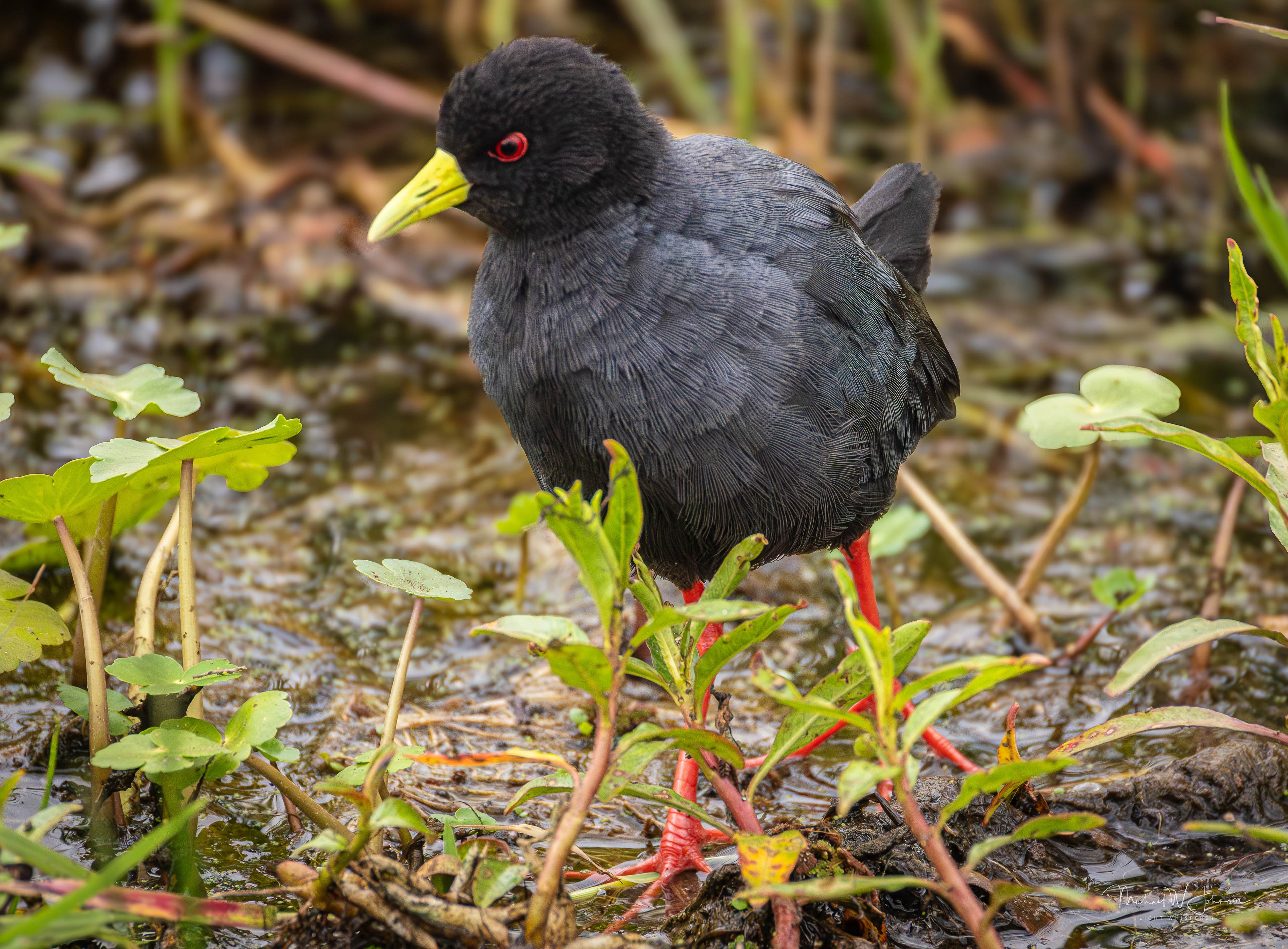 Black Crake