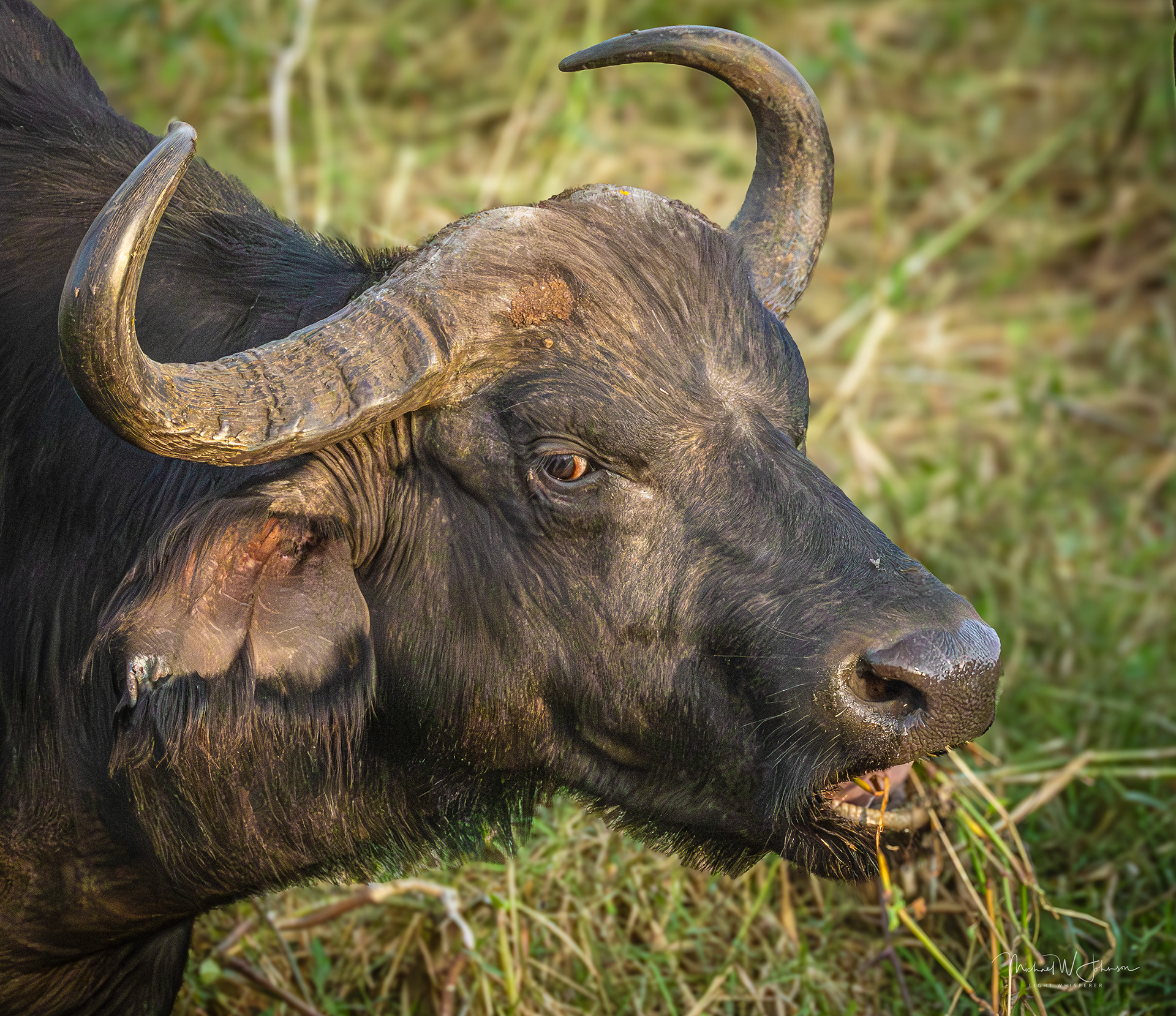 Cape Buffalo