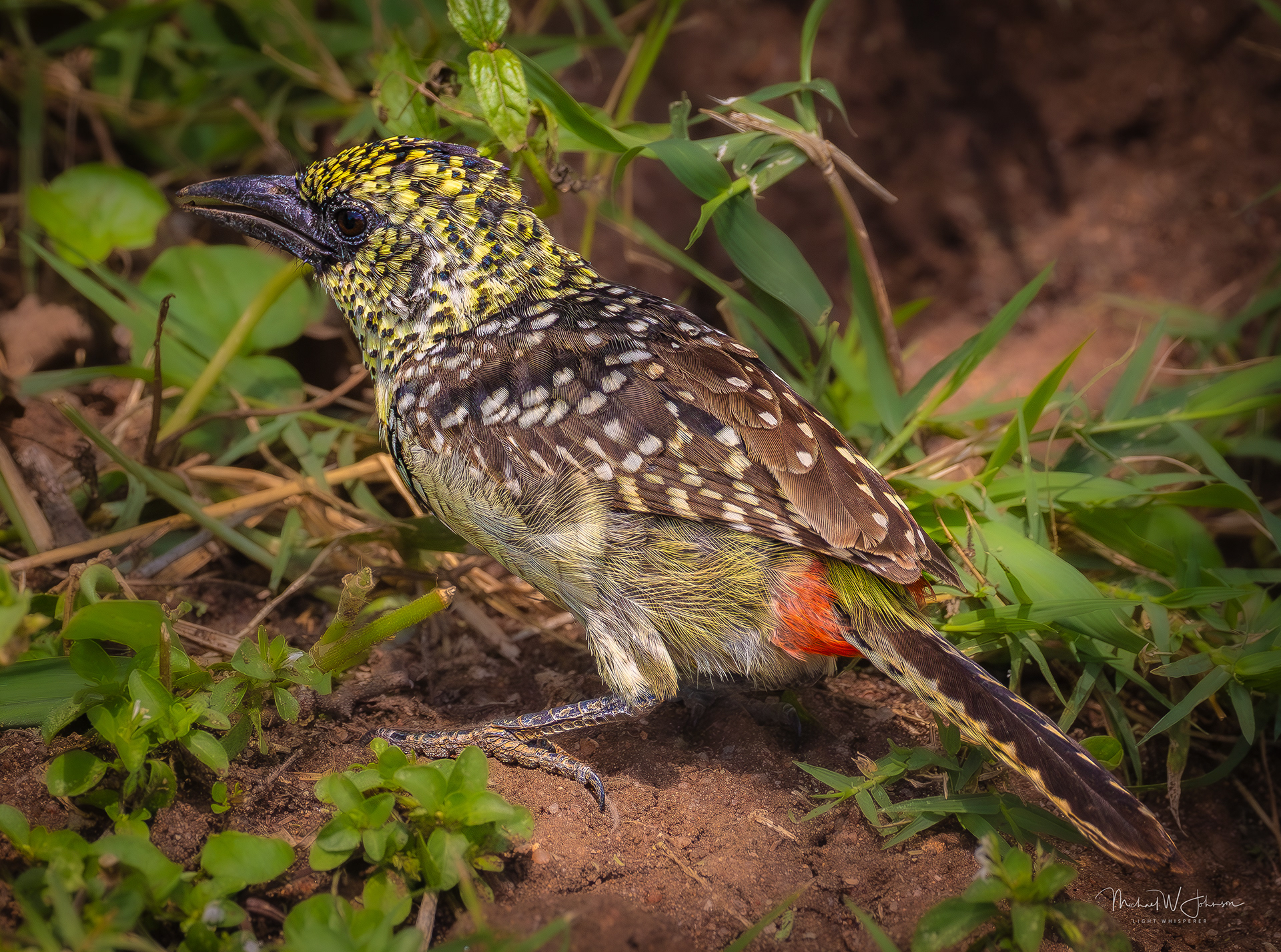 D'Arnaud's Barbet