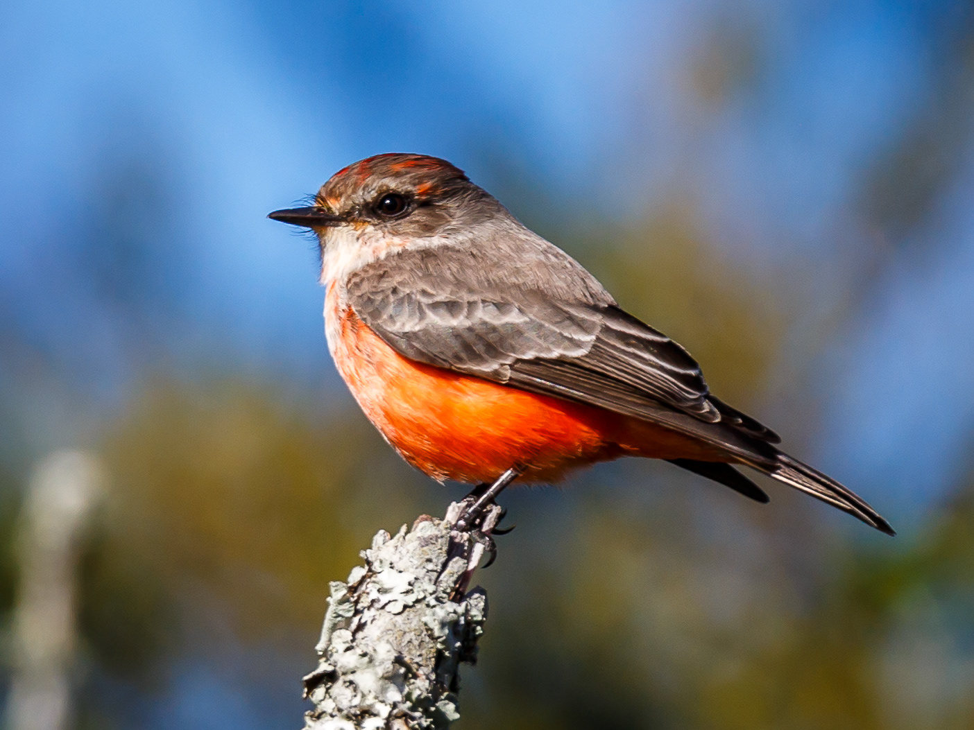 Vermilion Flycatcher