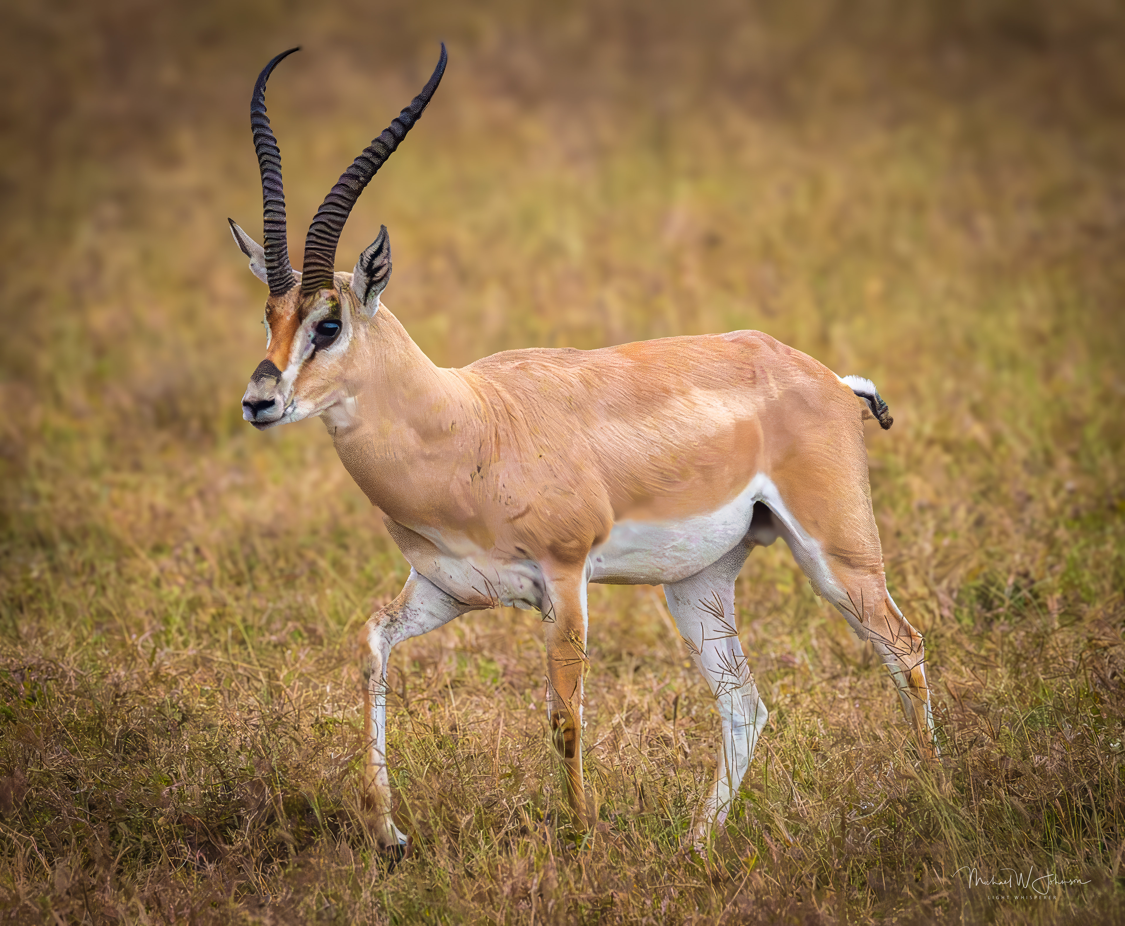 Grant's Gazelle